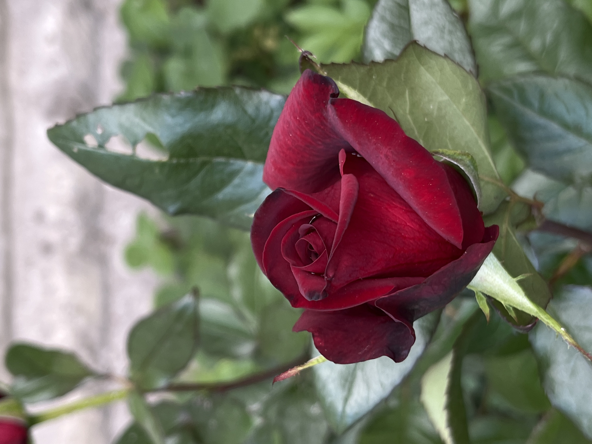 Deep red roses bloom in Lviv garden