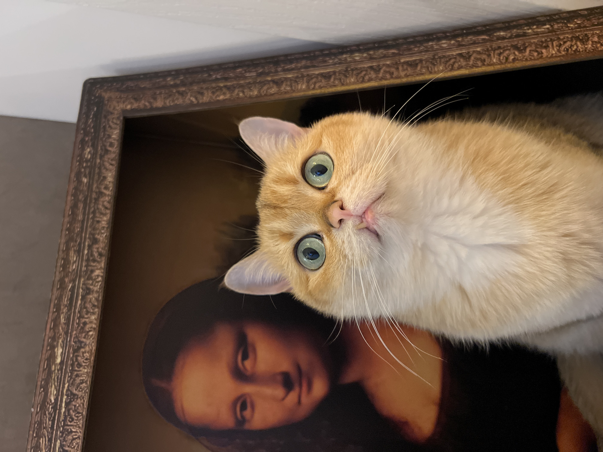 Cat-Mona Lisa mashup artwork spotted at Montenegro bar