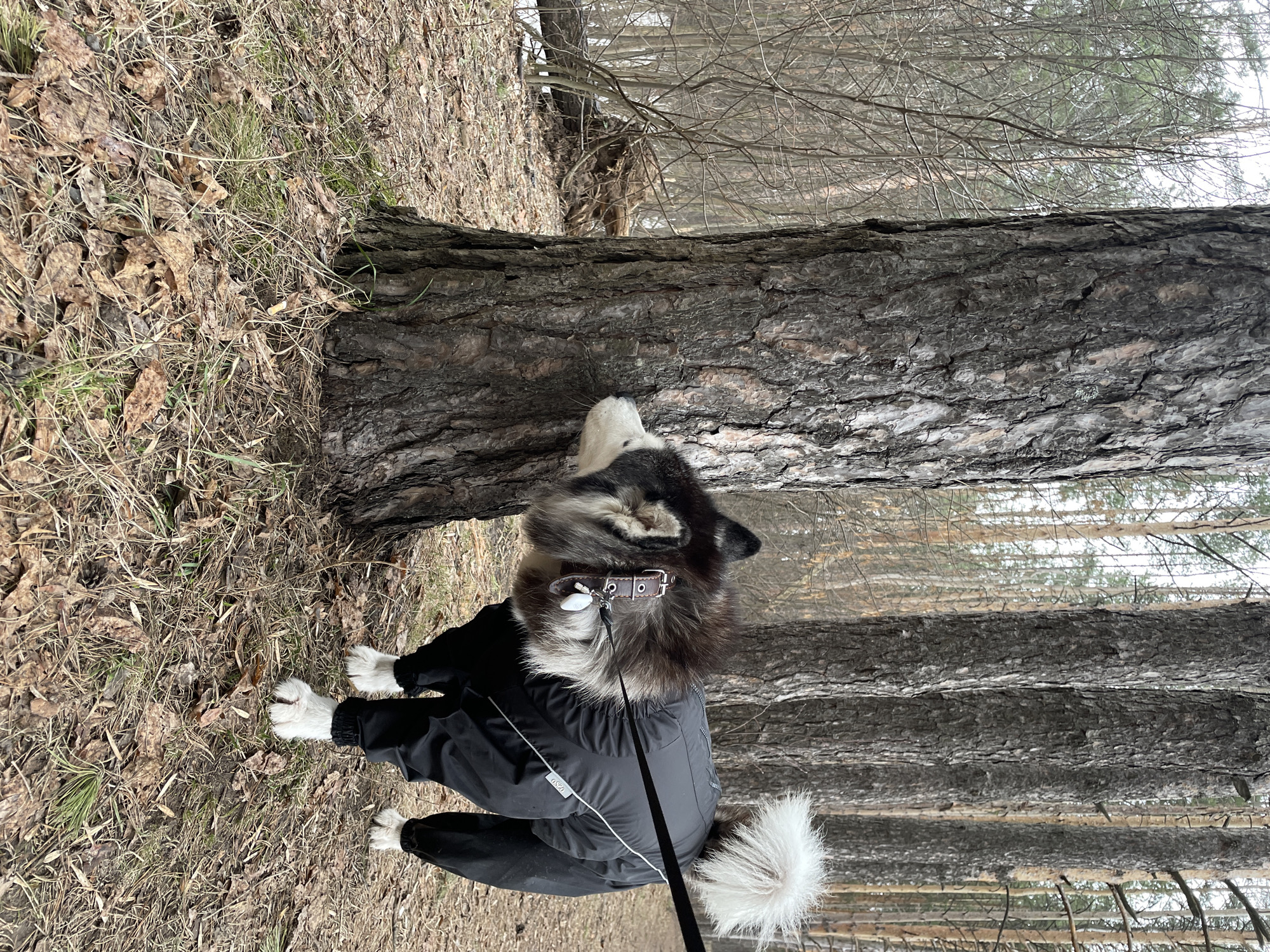 Woman takes morning forest walk with dogs in Izhevsk
