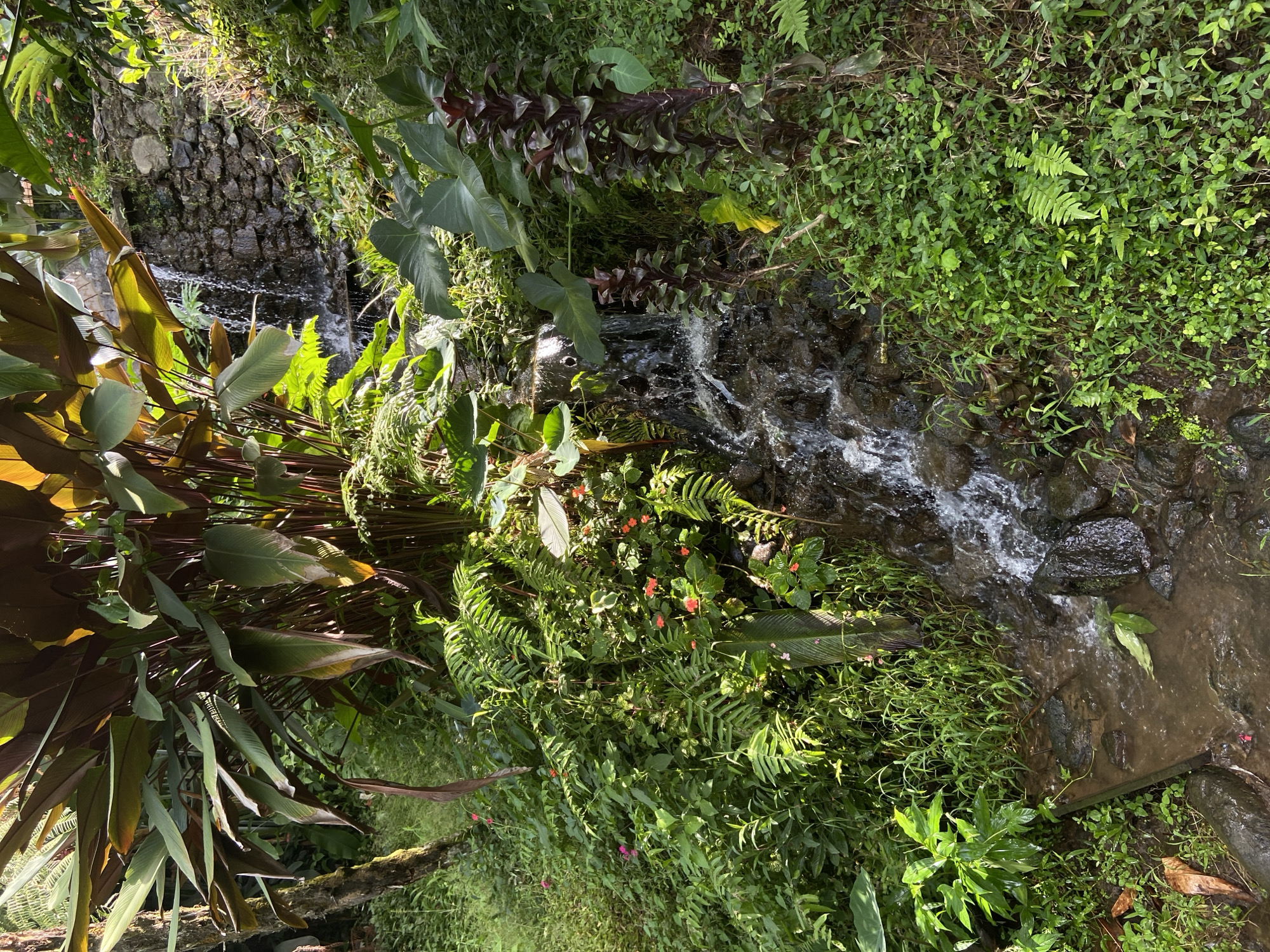Morning scenes captured at Tegallalang Rice Terraces in Bali