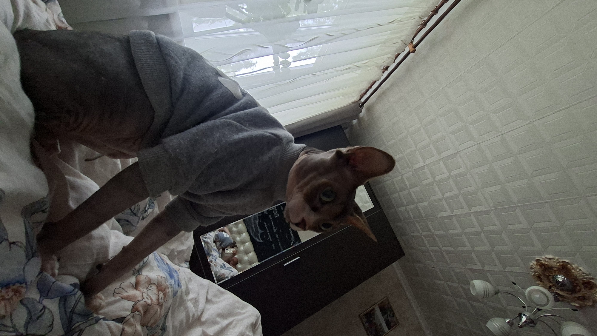 Cats ruling a Belarusian bedroom on a slow morning