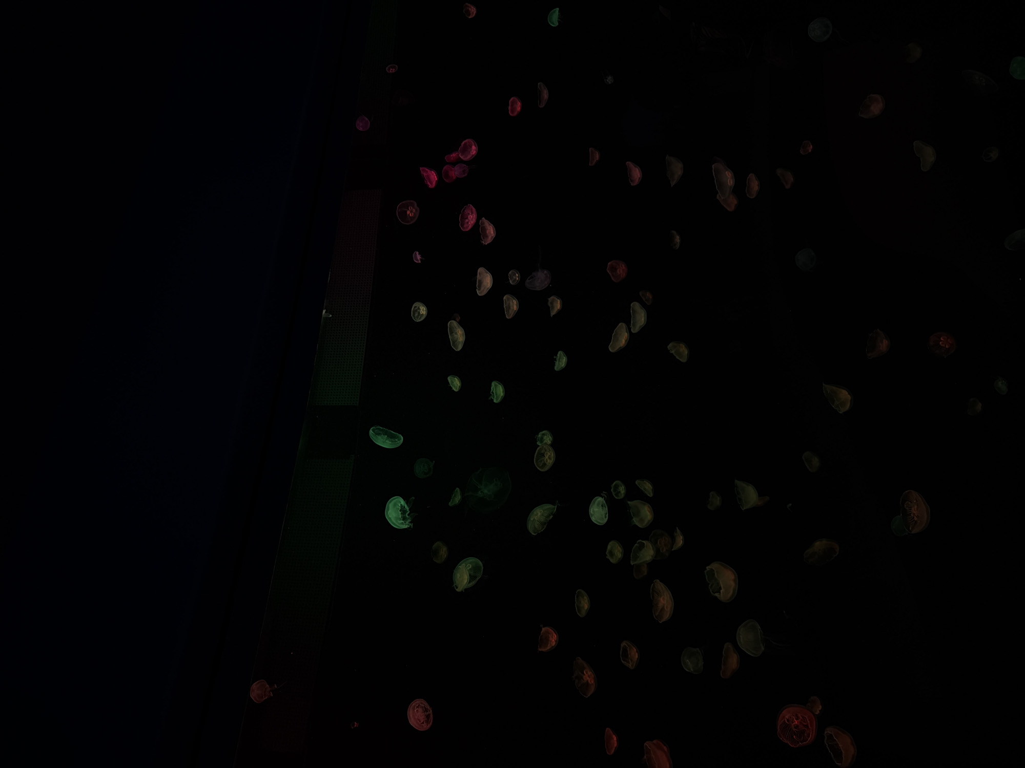 Colorful illuminated jellyfish display witnessed in Atlanta