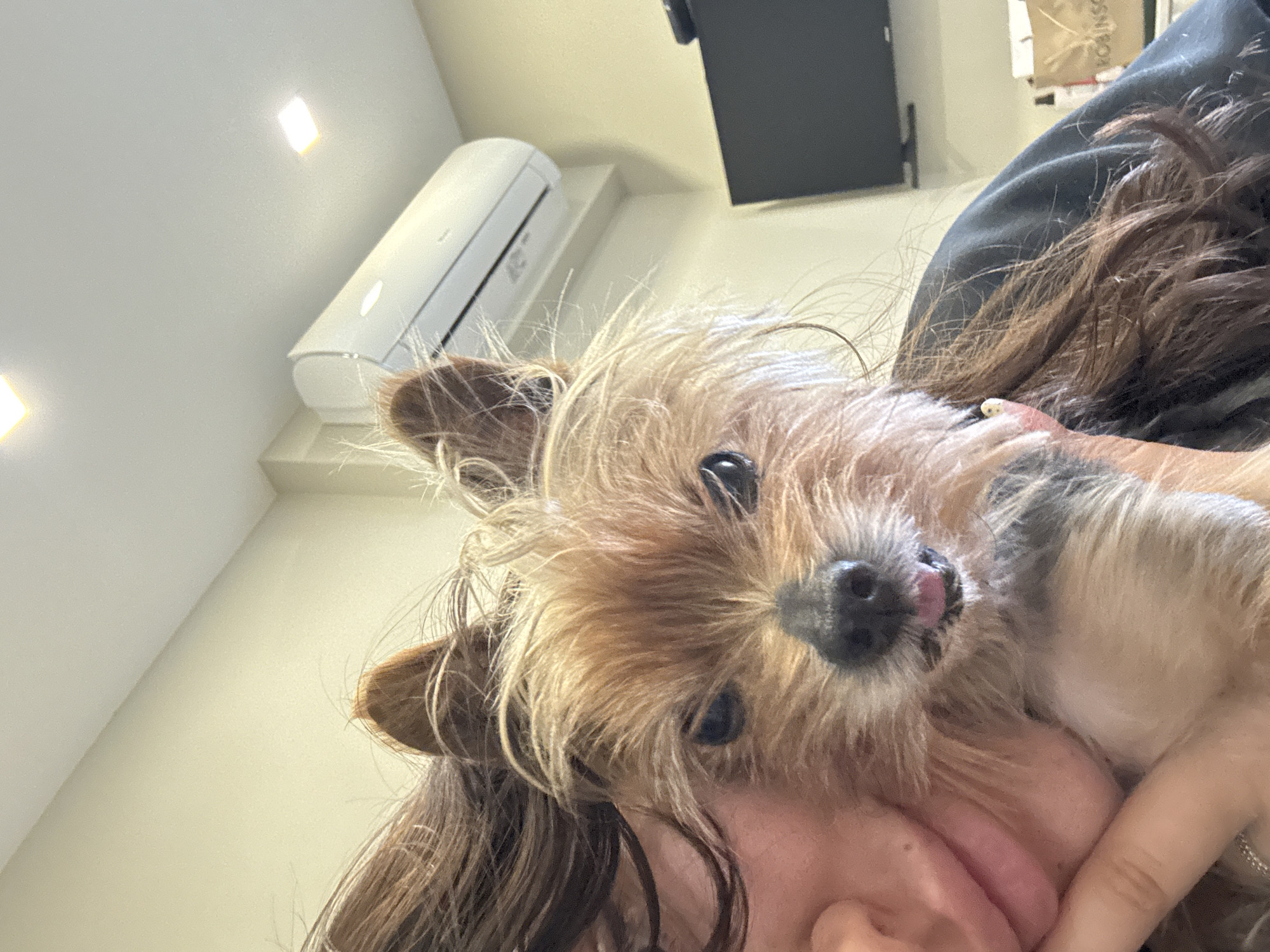 Person holds small dog in affectionate moment in Burgas