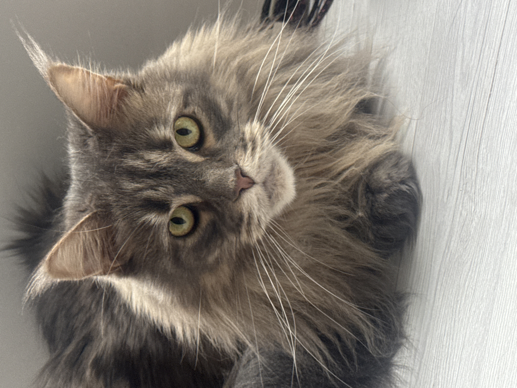 Grey long-haired cat relaxing on a wooden surface, Nizhny Novgorod