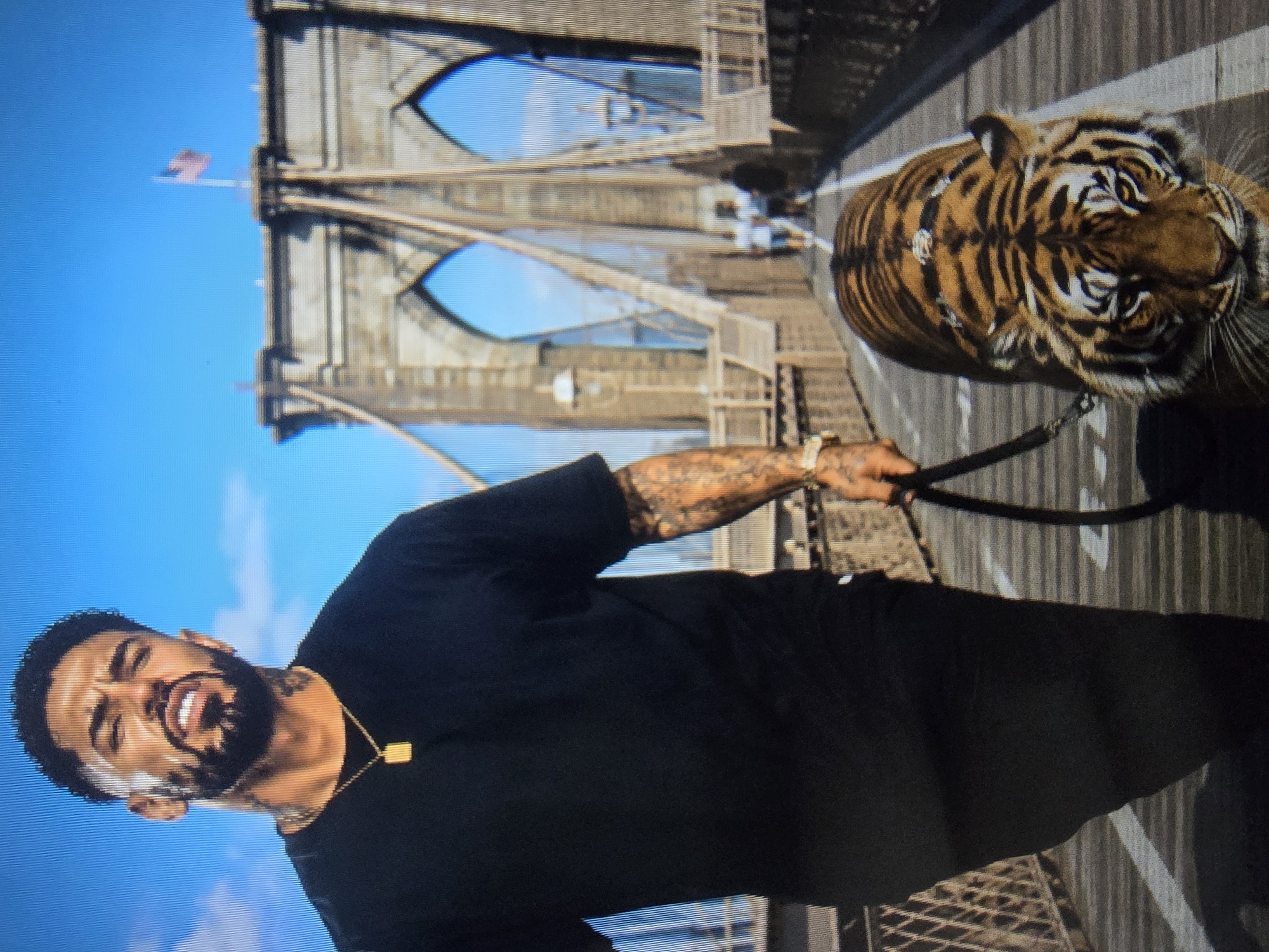 Tiger on a leash walks a wooden bridge with its handler