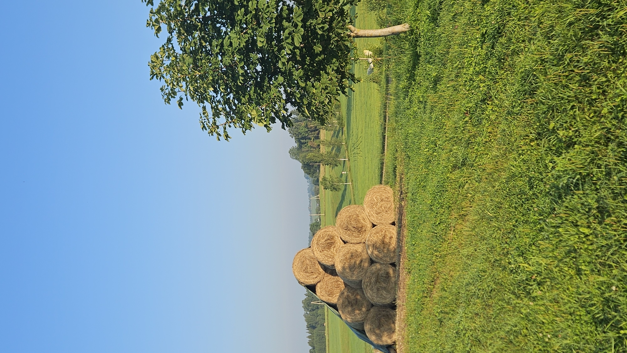 Summer morning on a working farm in rural Latvia