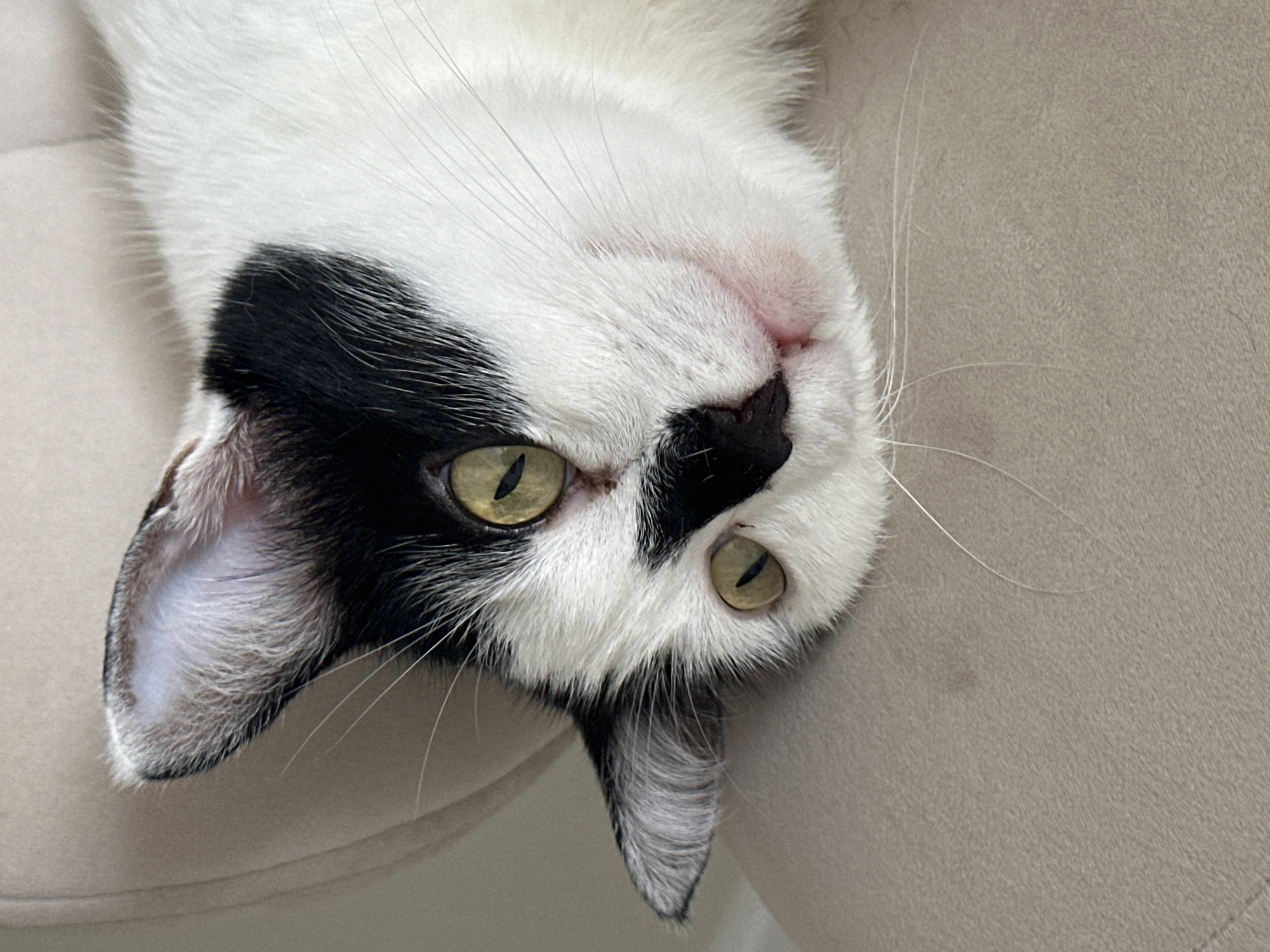 Black and white cat gets pets on a cream armchair