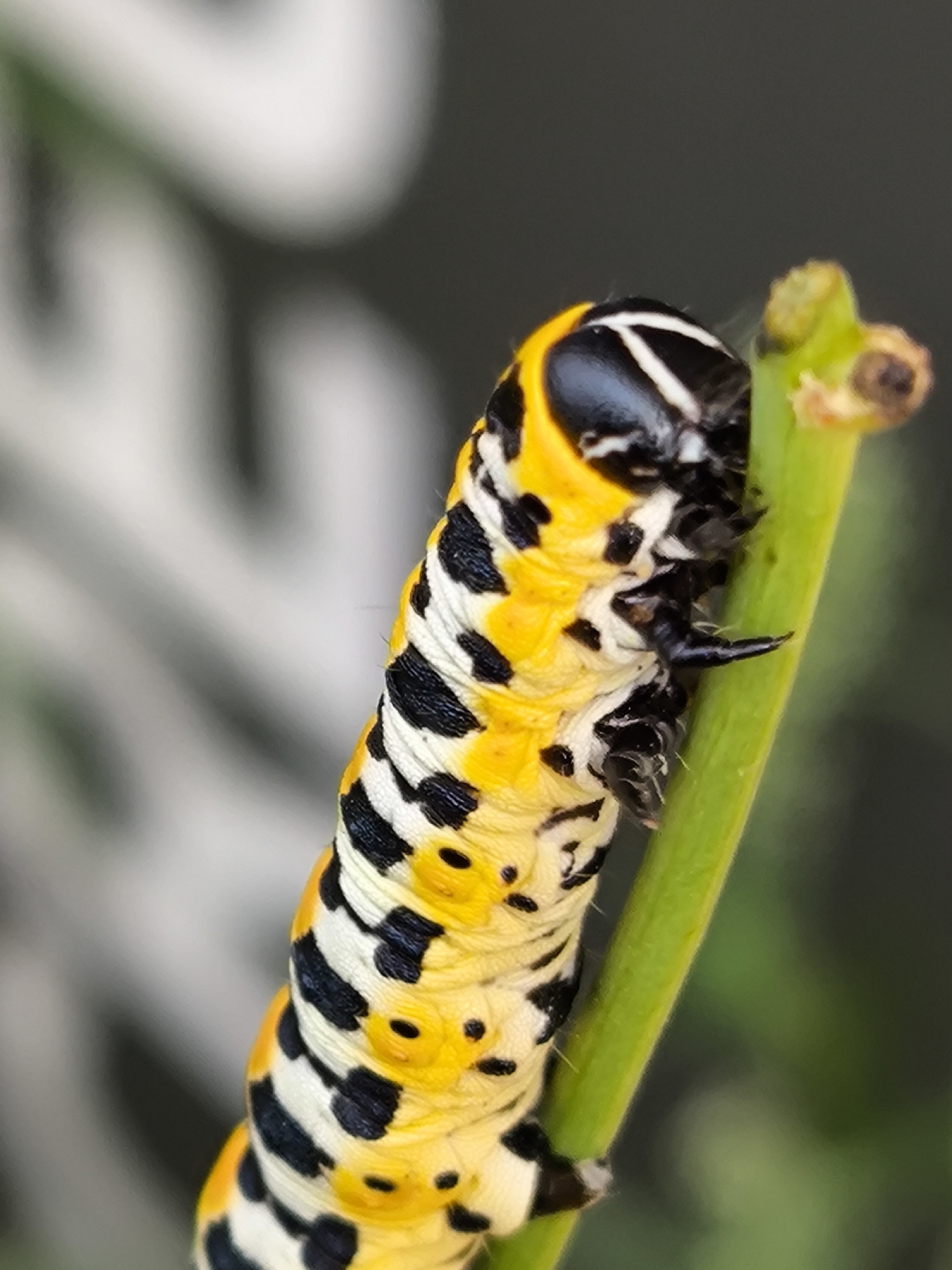 Macro nature details — insects, wildflowers, and seed pods in Solikamsk