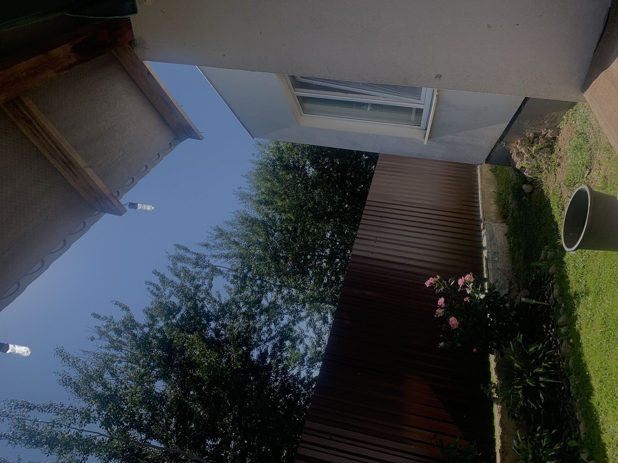 Minsk backyard with corrugated fence, rose bush, and summer greenery