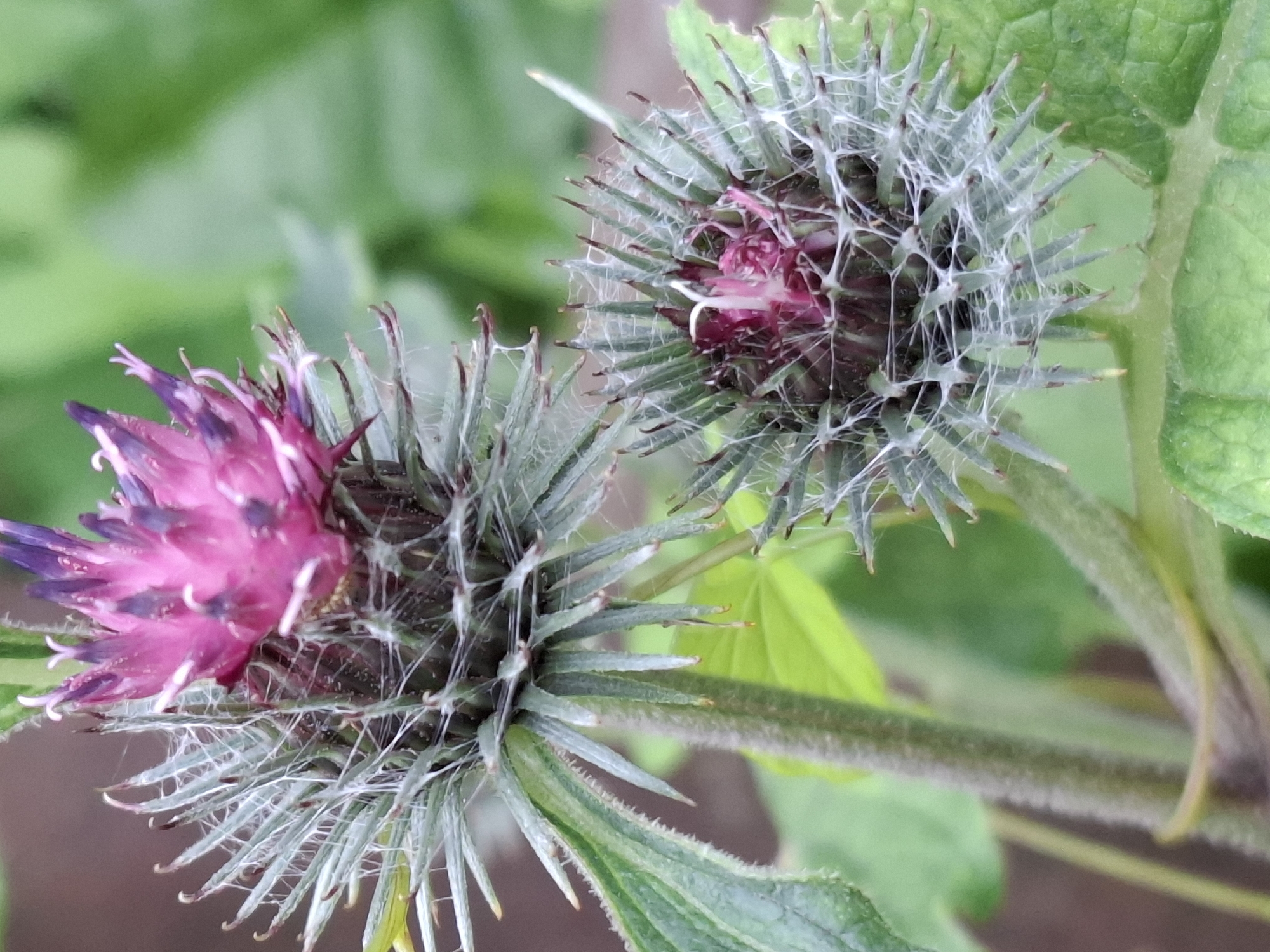 An afternoon of garden and wildflower close-ups, plus one dog