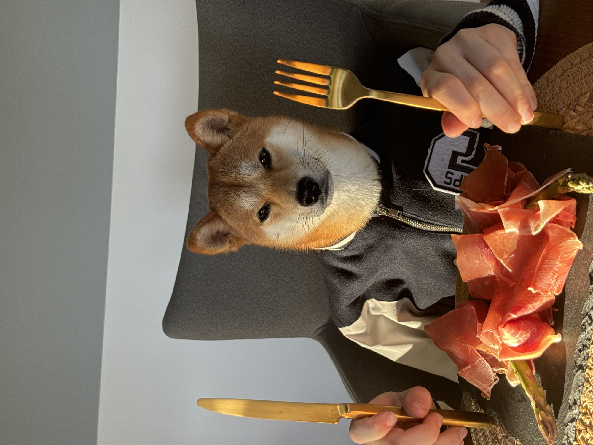 Digital Shiba Inu dining content captured in Carnikava, Latvia