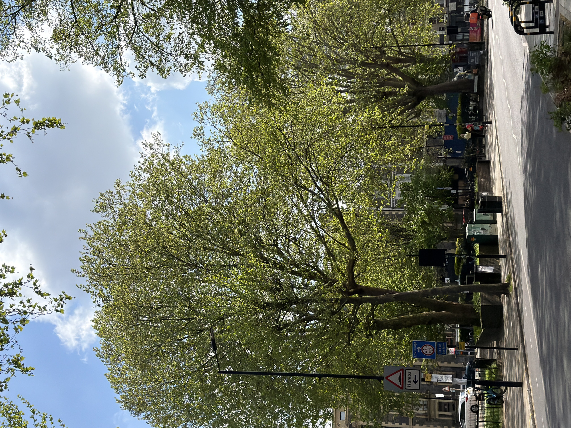 London street scene shows lush green trees on sunny spring day