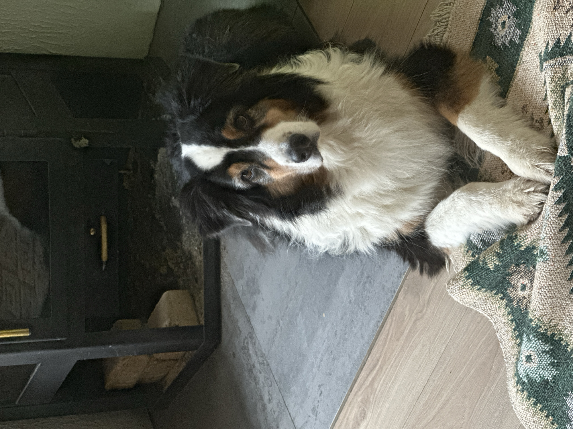 Australian Shepherd rests by wood stove in Dubna home