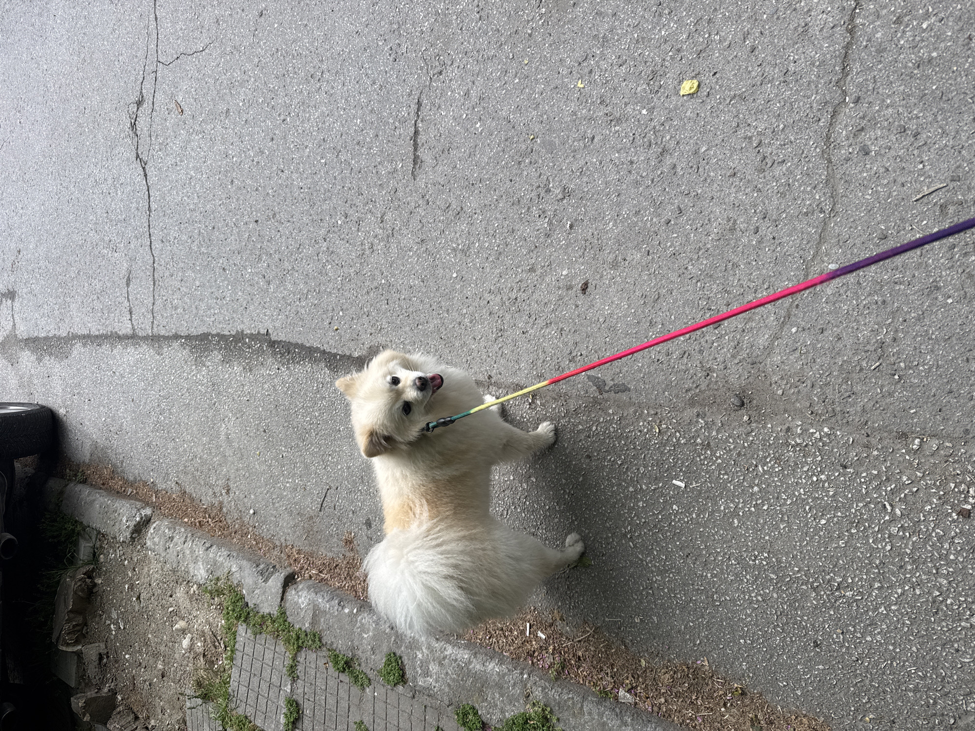 Small white dog spotted on colorful leash in Asenovgrad