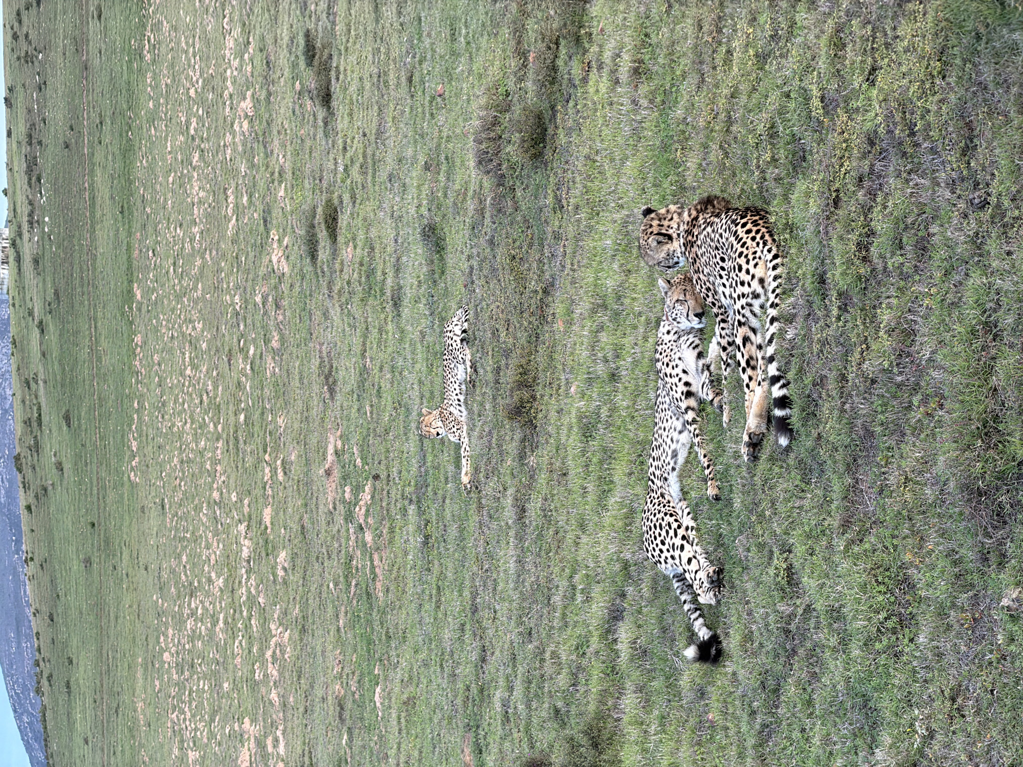 Three cheetahs rest in South African grassland