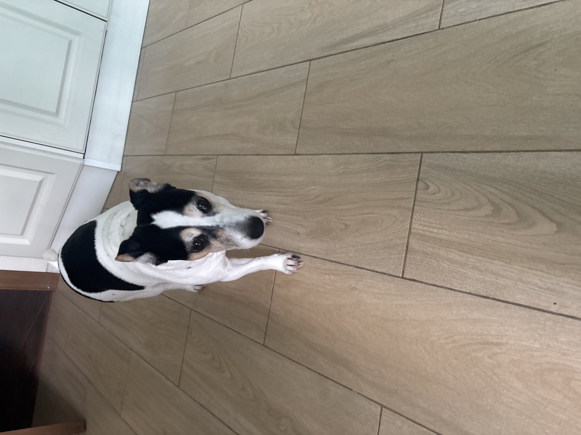 Morning at home with pets and fitting room fashion tries