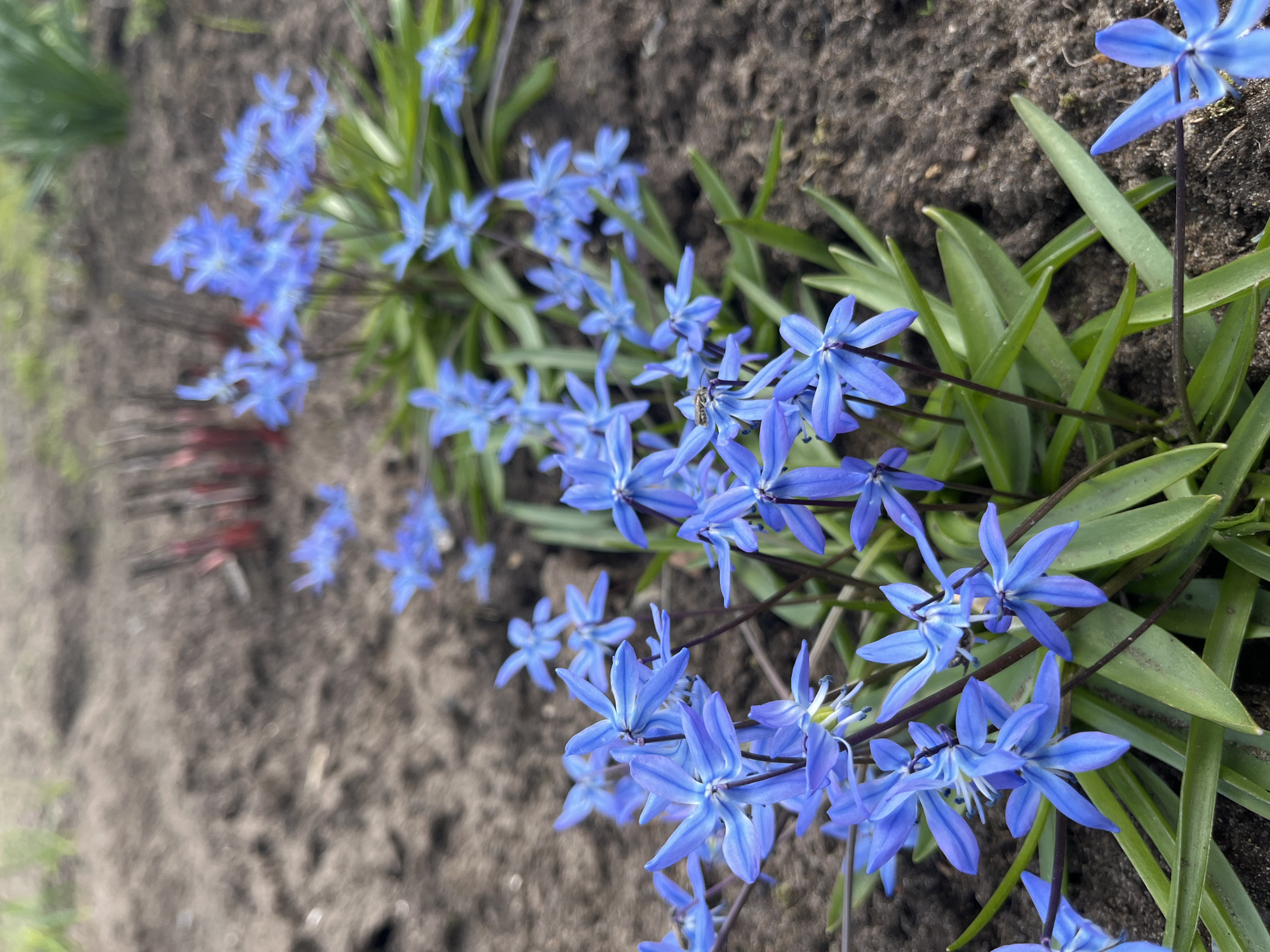 Spring Scilla flowers bloom in Chaikovsky, Russia