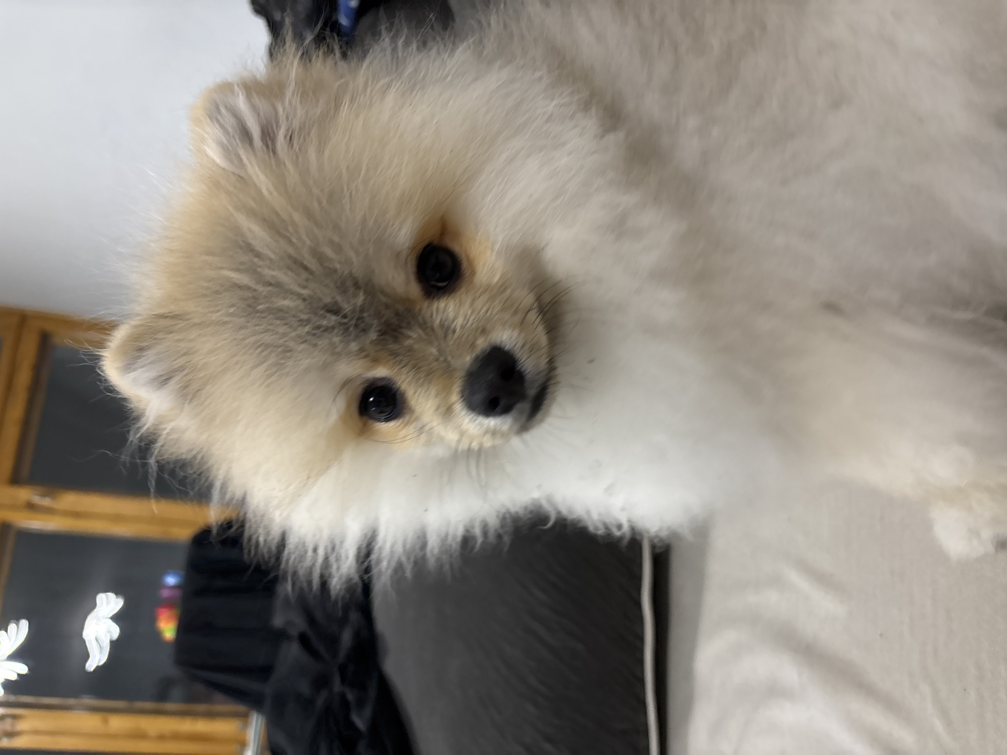 Fluffy Pomeranian photographed in indoor portrait session in Plovdiv