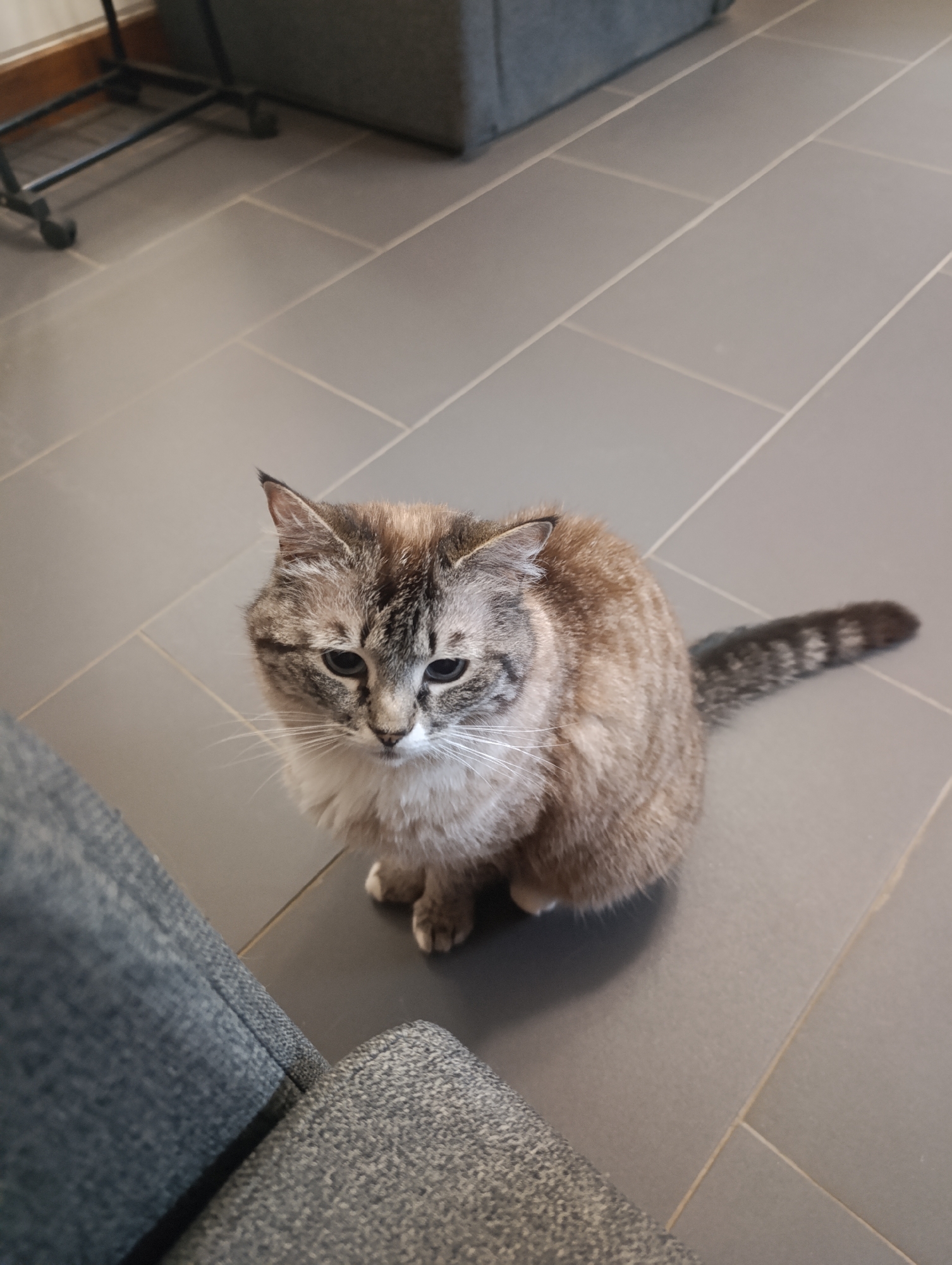 Woman documents cat encounters during equestrian facility visit