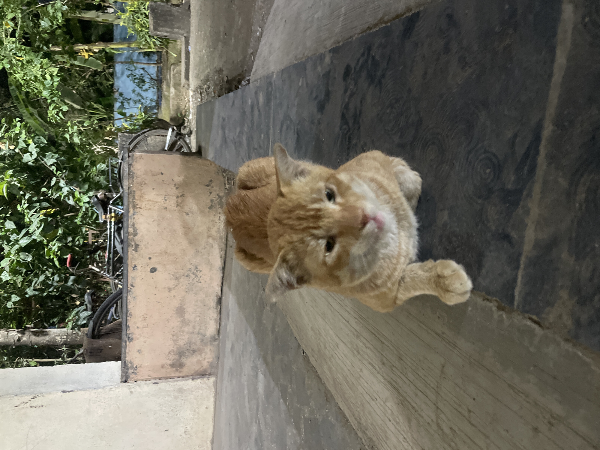 Mumbai witnesses document cat, gin bottle, food grid