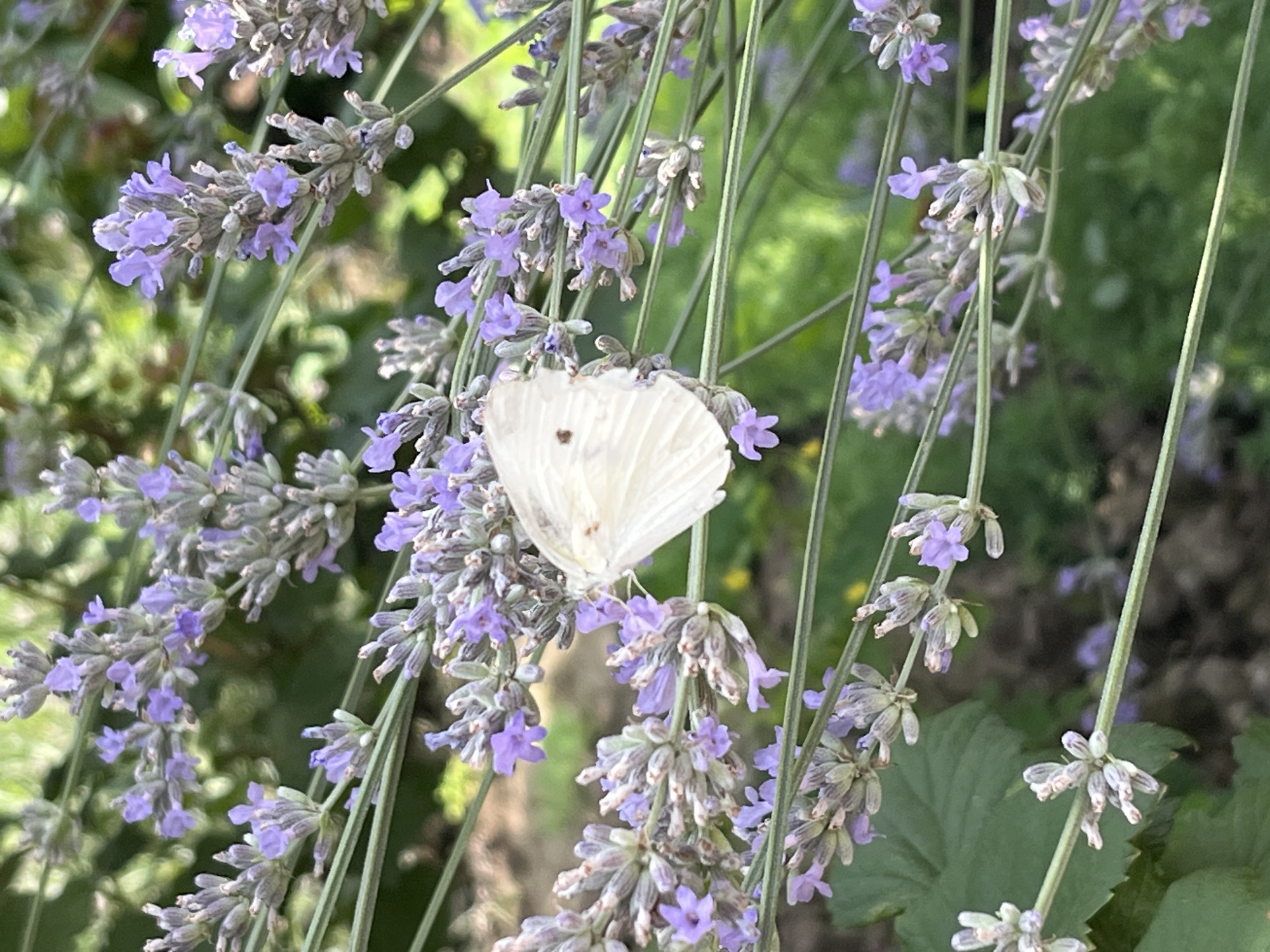 Shymkent garden morning: butterflies, blooms, berries, and kittens
