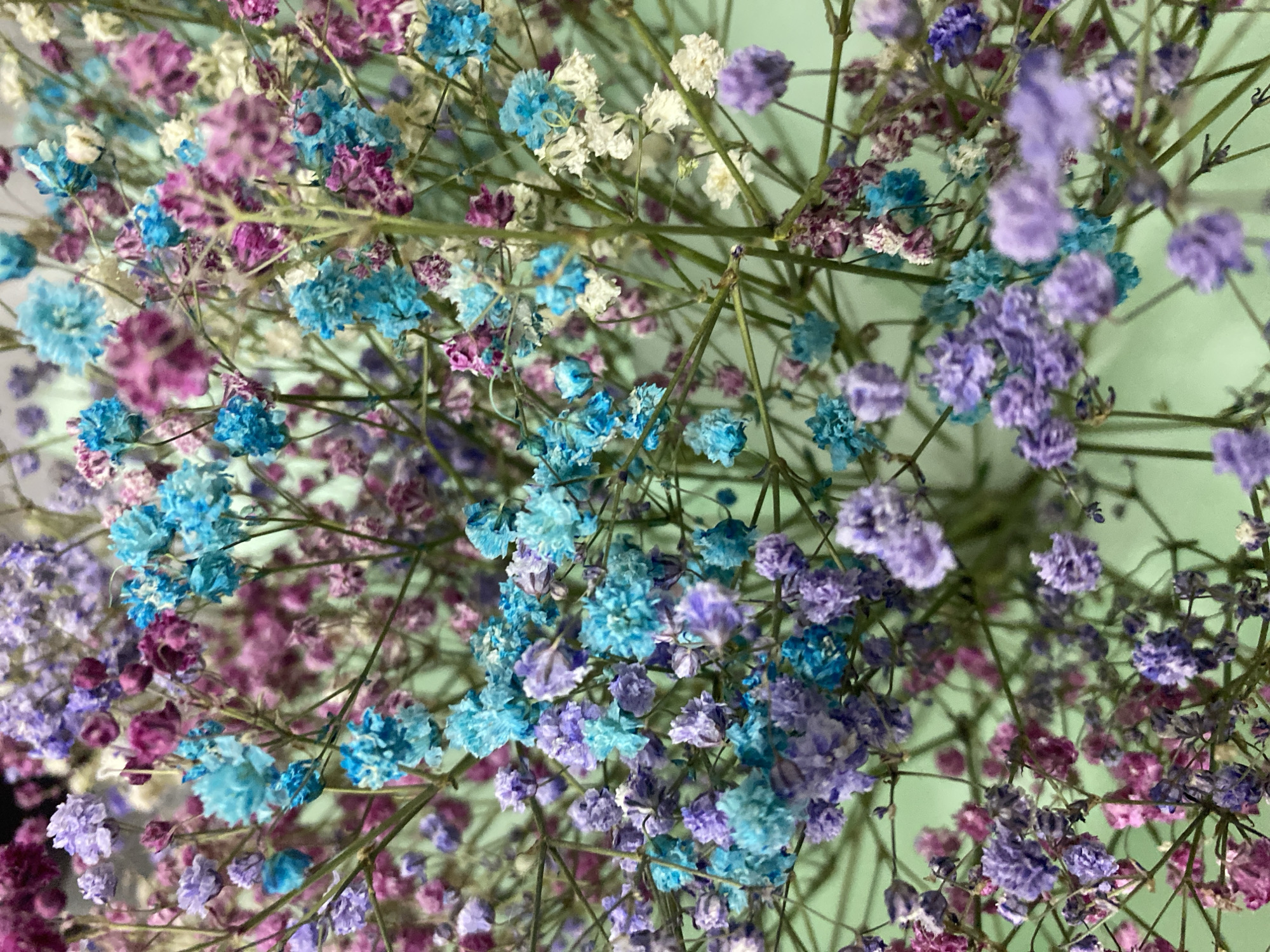 Cavalier spaniel, tabby cat, and dried flowers at home