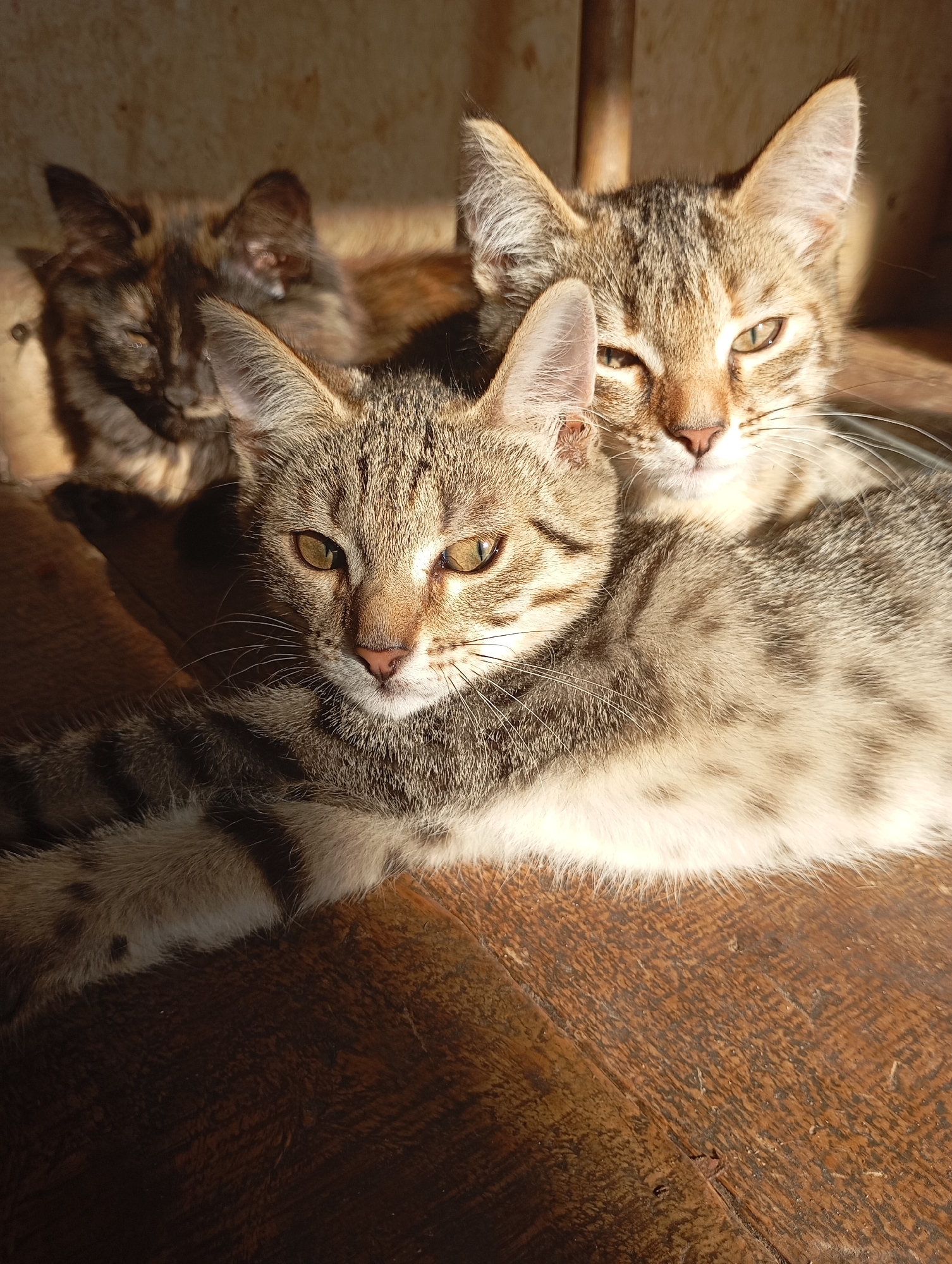 Lazy afternoon at home in Фоки with kittens and casual selfies