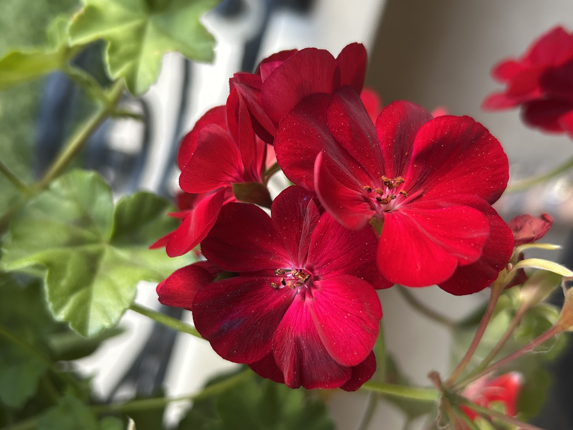 Balcony garden photography session captures vibrant geraniums in Plovdiv