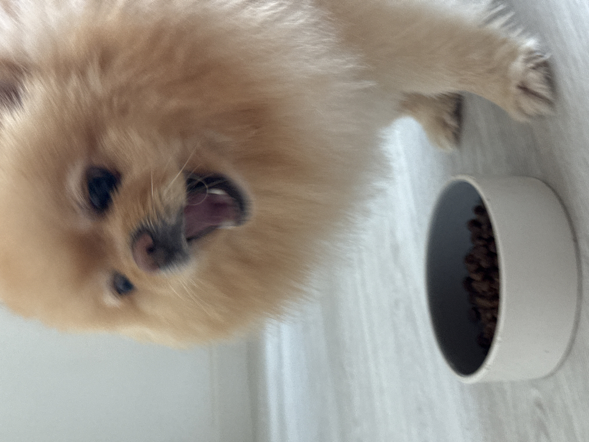 Pomeranian at the food bowl, plus an Irish Setter out for a walk