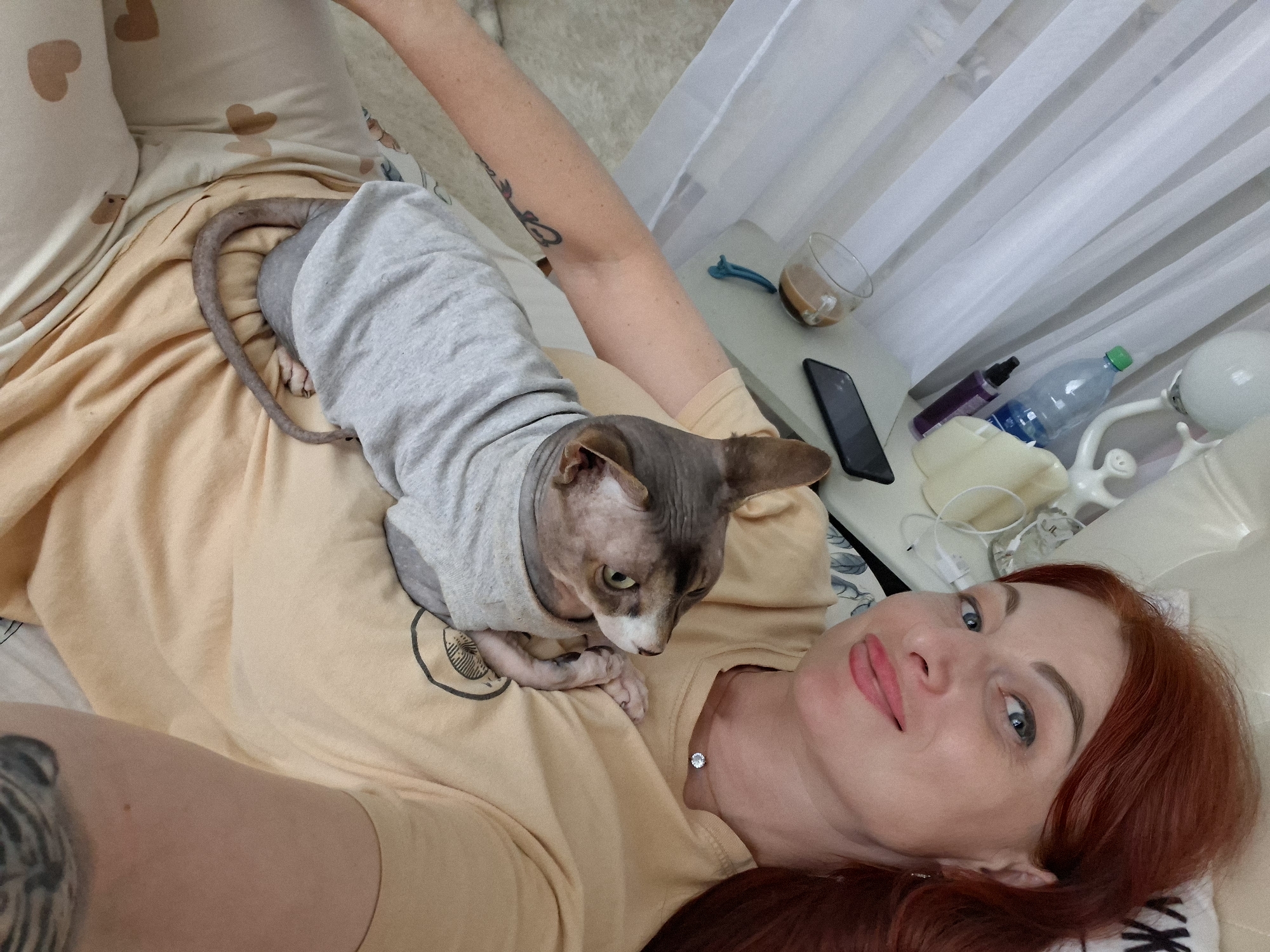 Cozy indoor moments with a dressed-up Sphynx cat in Belarus