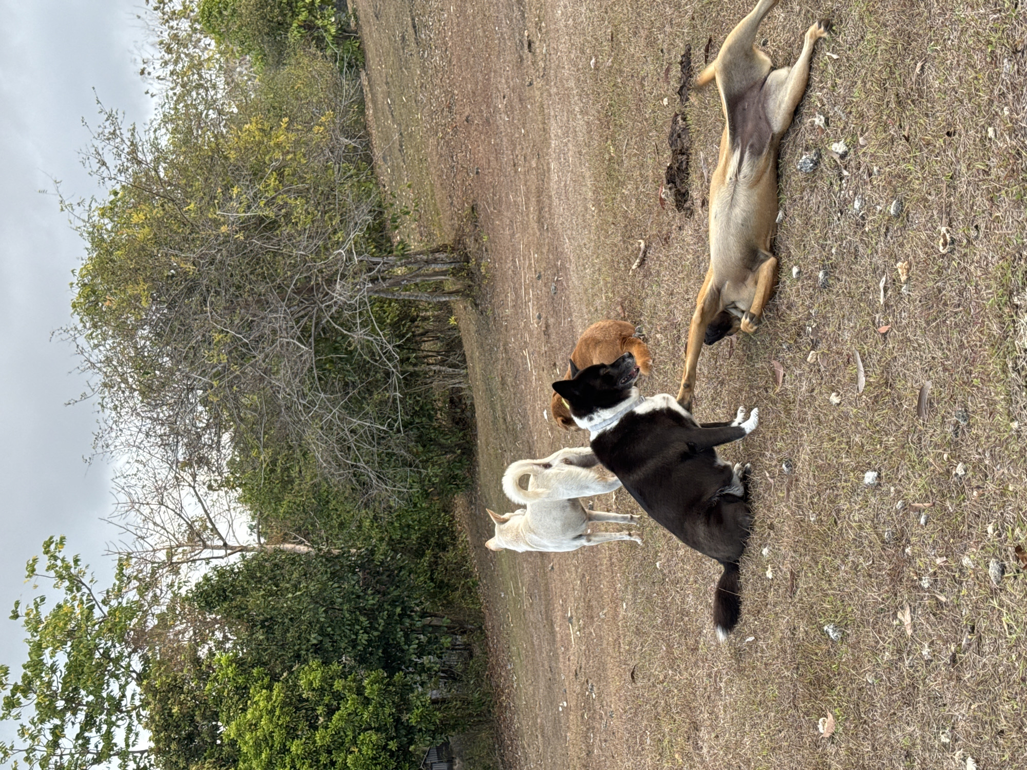 Dogs playing and resting on a dry field in Kuta Selatan
