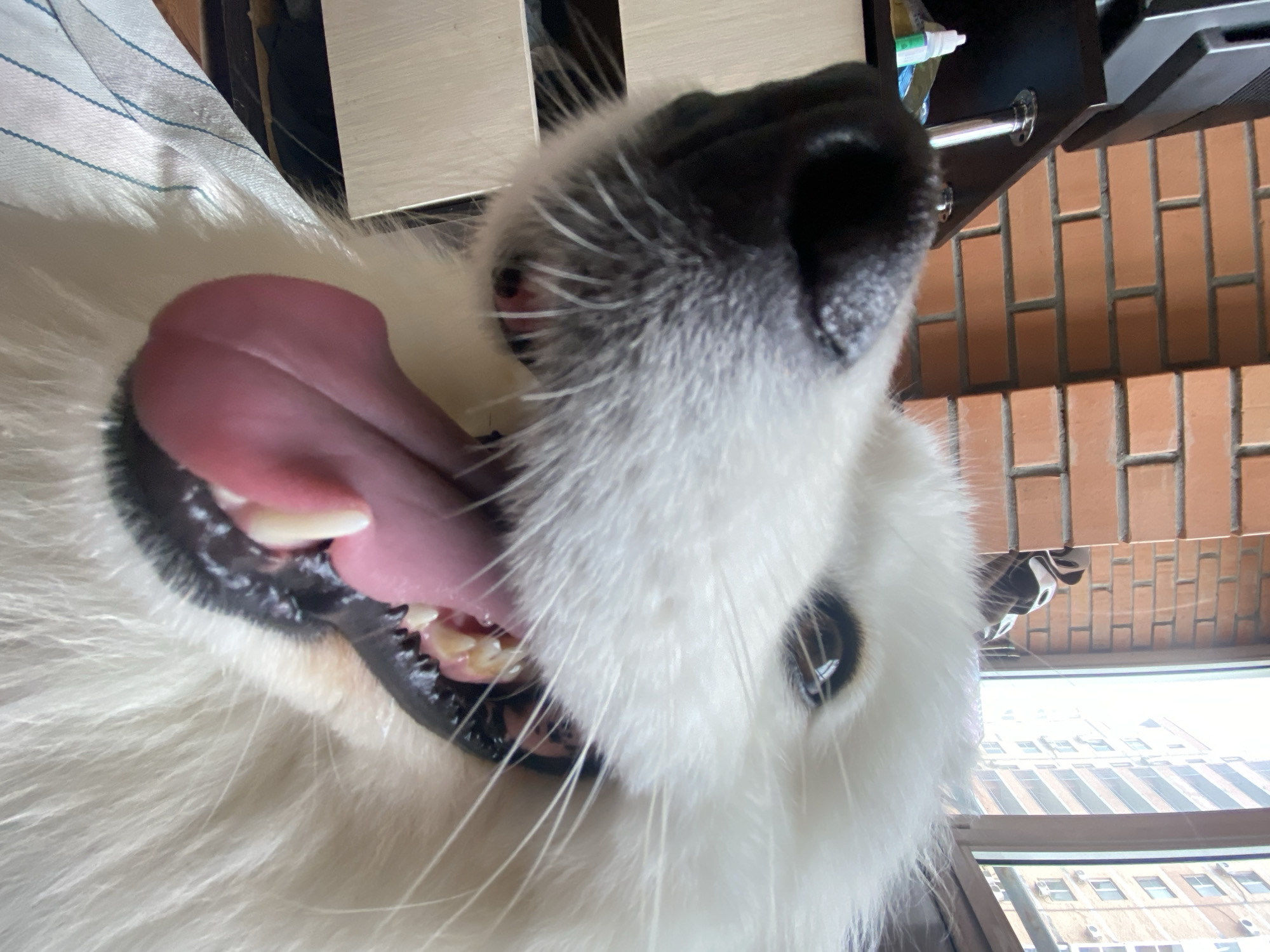 Samoyed dog mugs for the camera in Khabarovsk