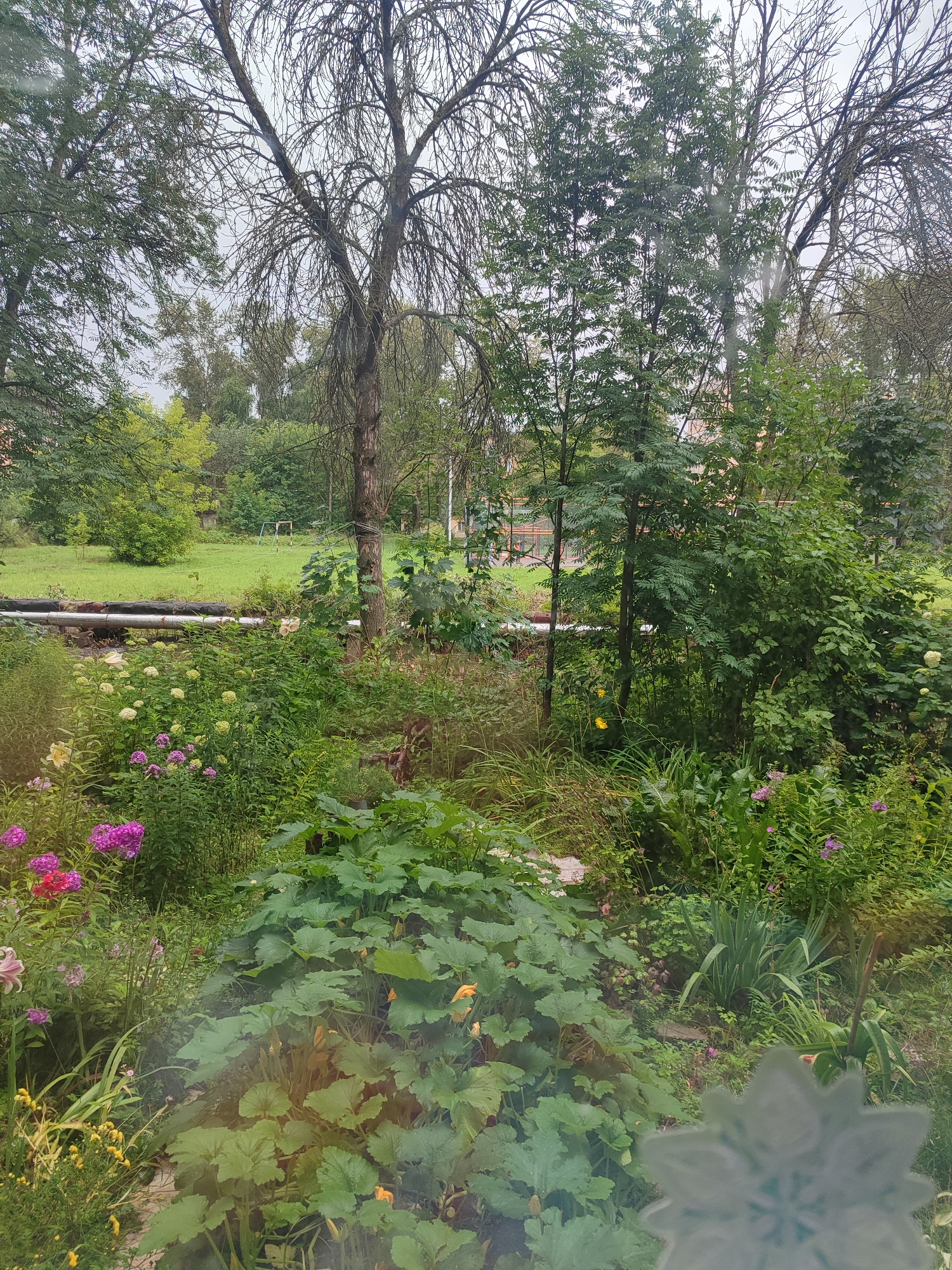 Garden, kitten, and gaming on a quiet Teykovo morning