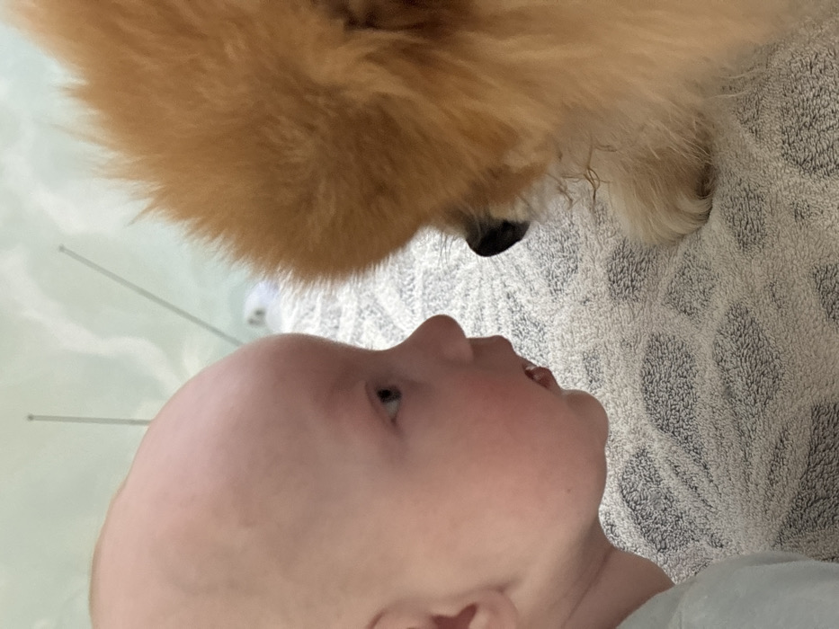 Domestic moments with baby, dog, flowers documented in Chaikovsky