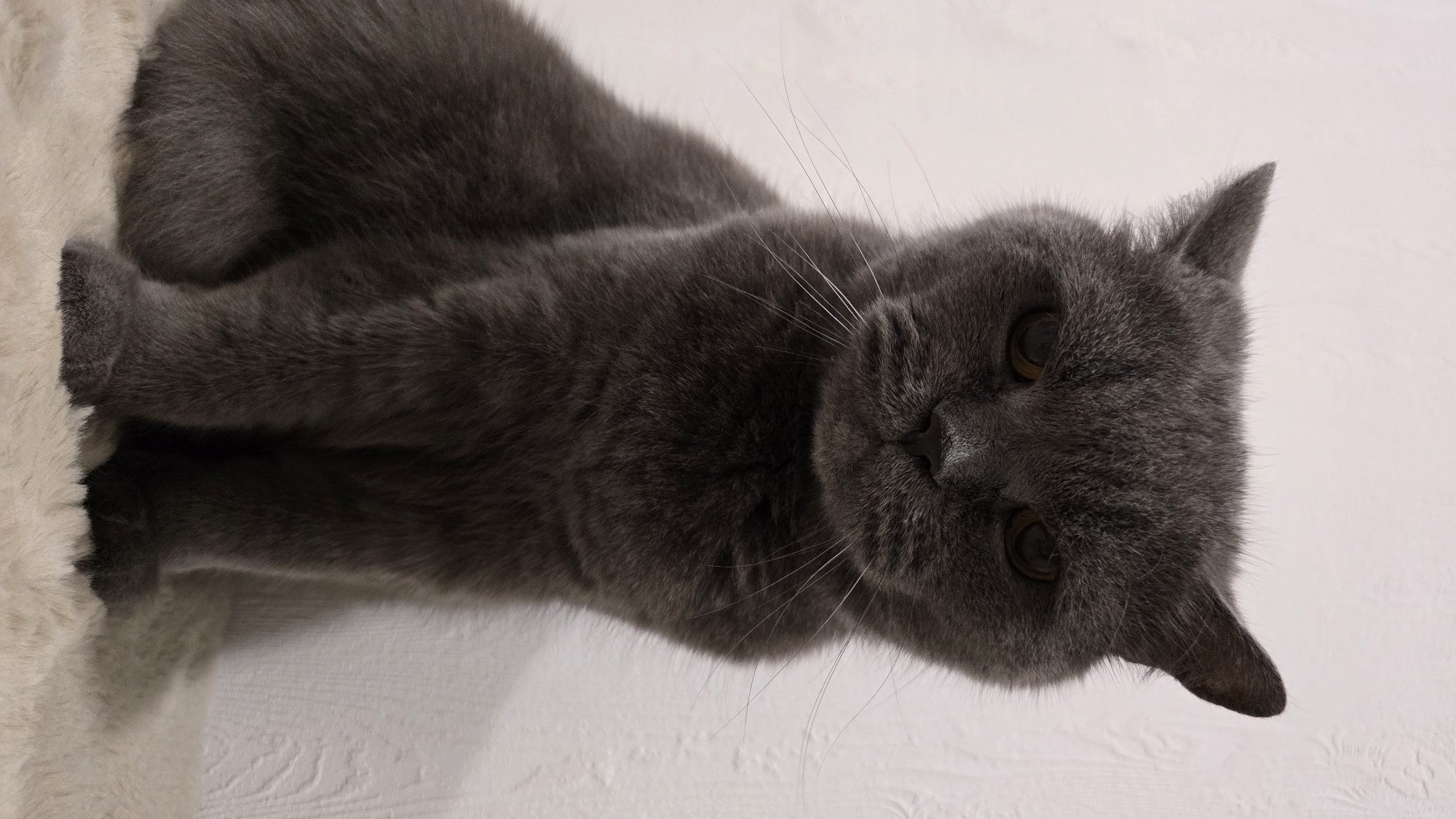 Gray British Shorthair cat chilling at home in Krasnodar