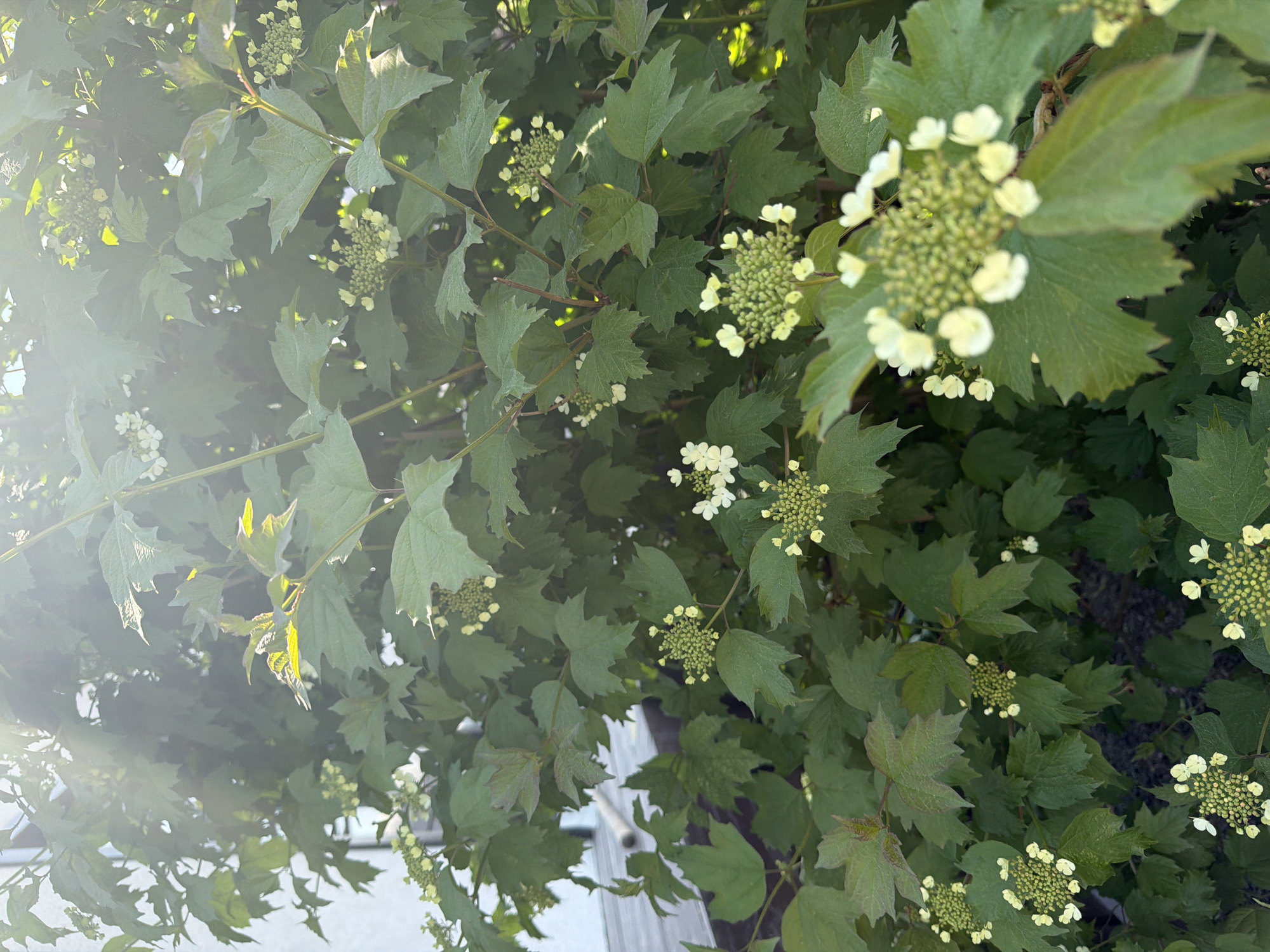 Garden maintenance and documentation session with flowering plants