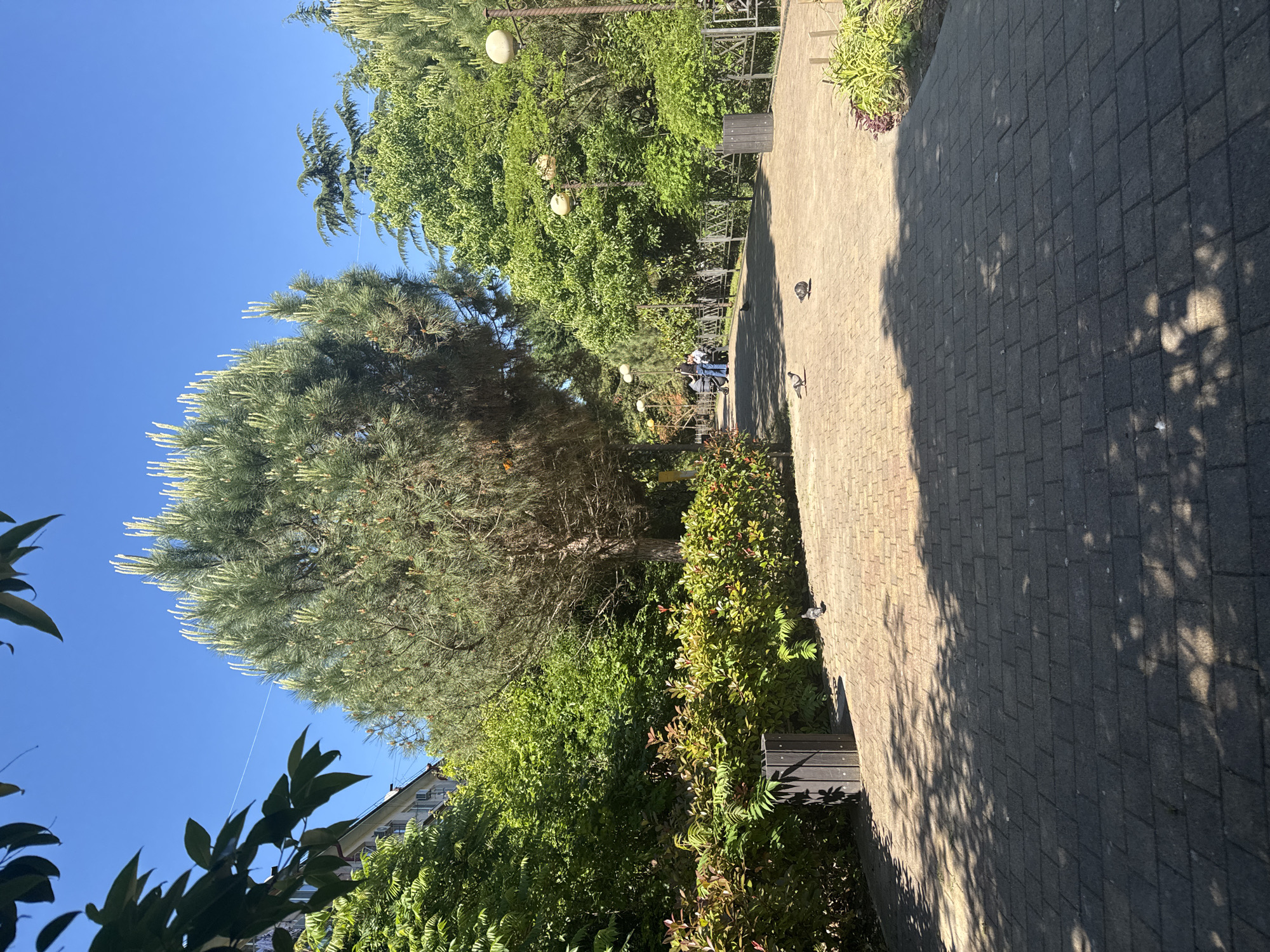 Afternoon park stroll documented in sunny Sochi, Russia