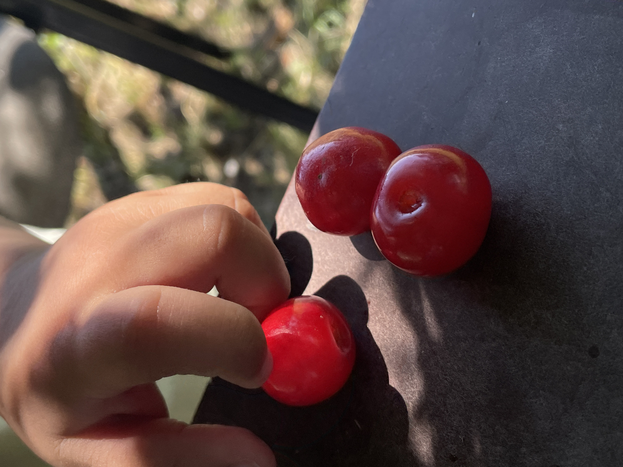 Fresh red cherries up close in Timișoara