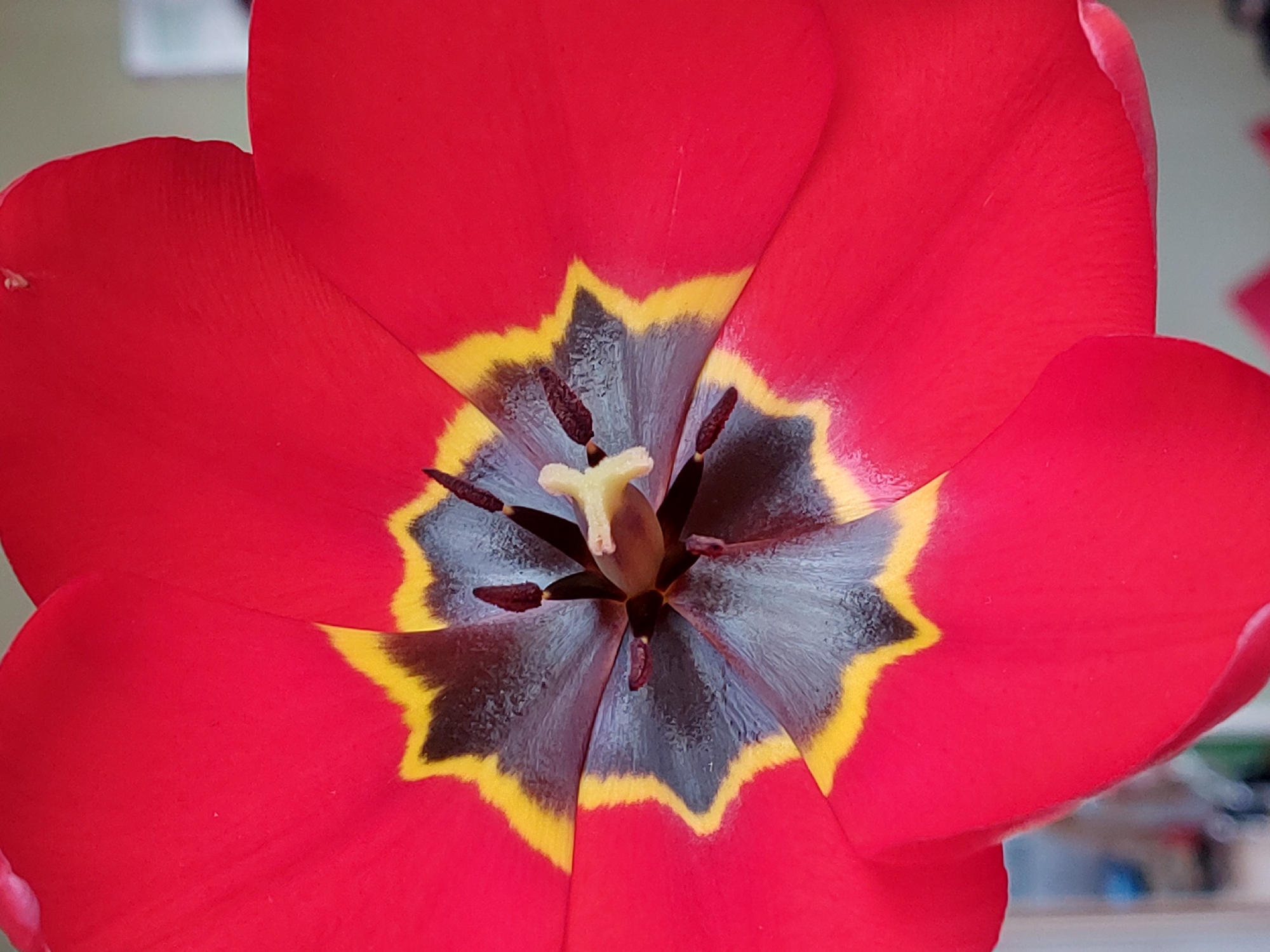 Red tulip photographed in full bloom showing distinctive coloring