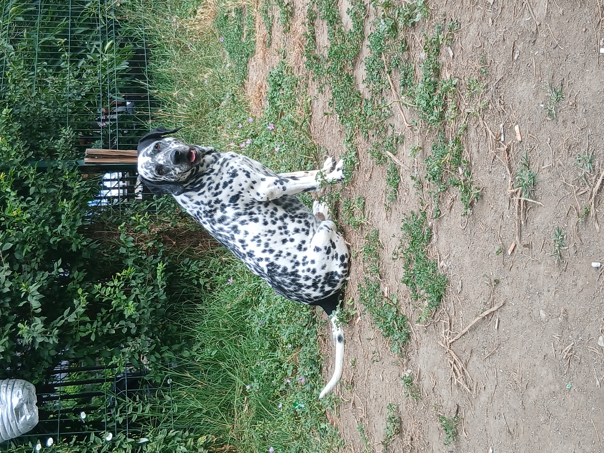 Dalmatian's morning park session in Plovdiv, frisbee included