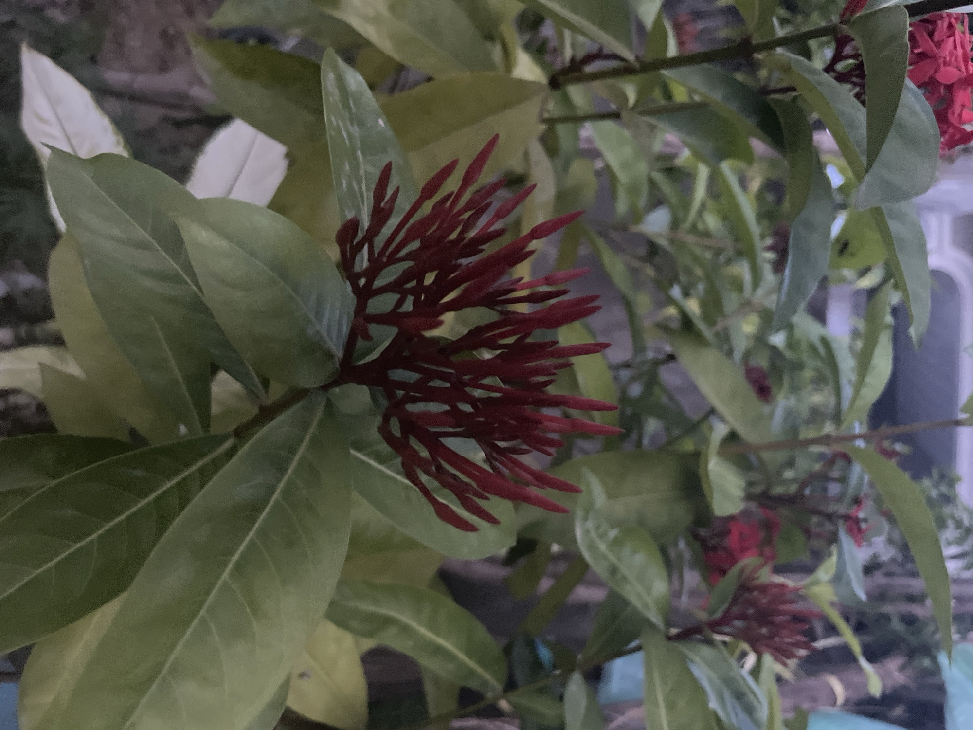 Garden close-ups: flowers and chili peppers in Lhokseumawe