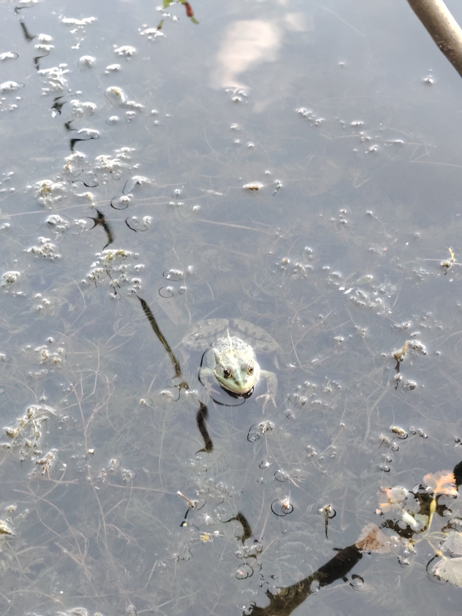 Lazy afternoon fishing on a Kyiv riverbank, frogs included