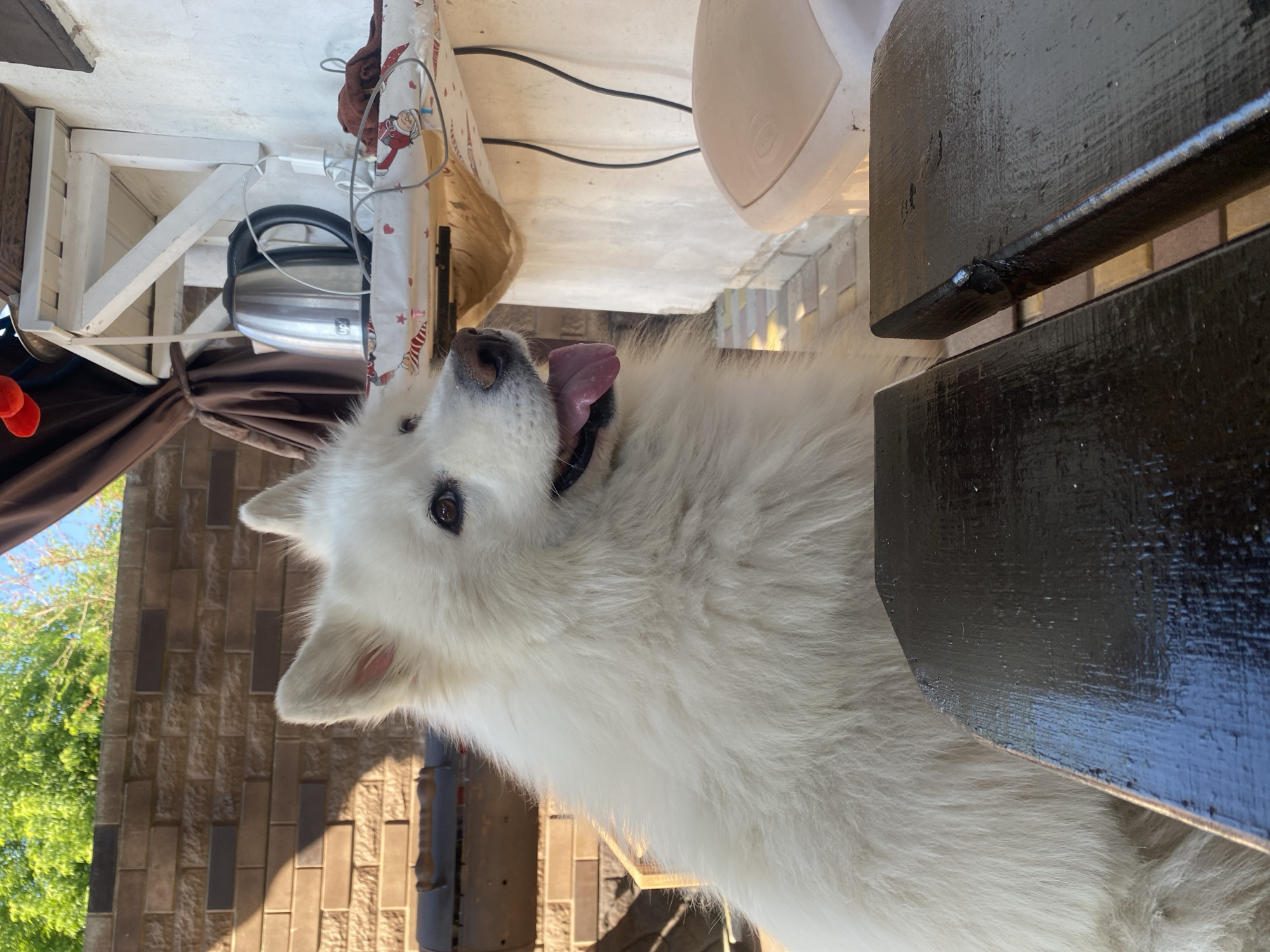 Samoyed doing absolutely nothing, perfectly.