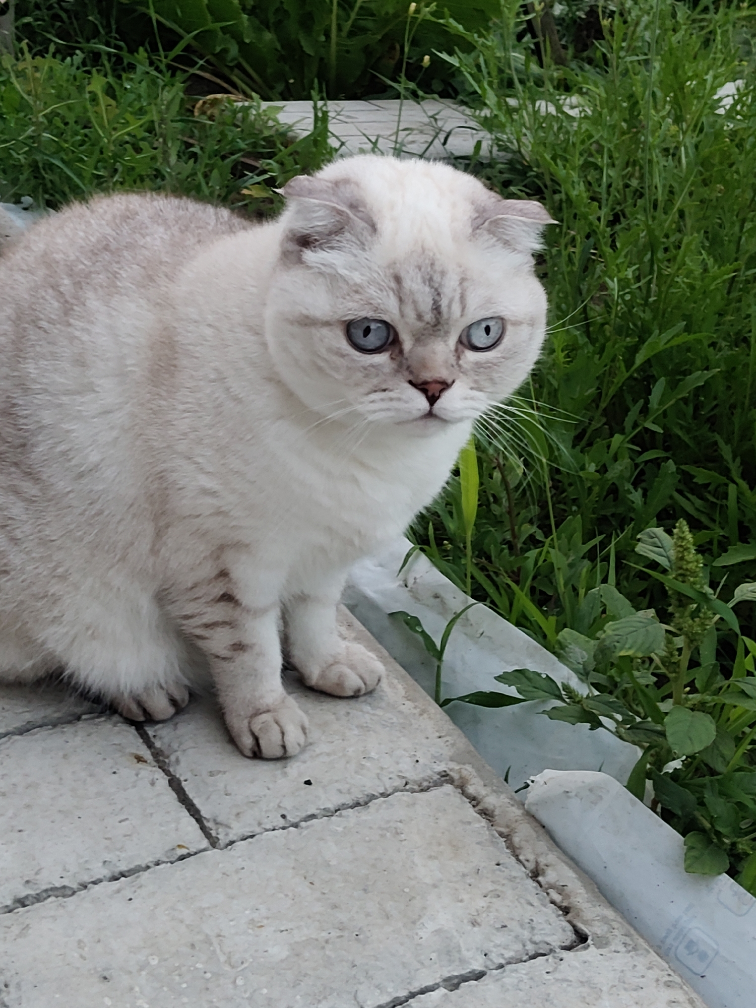 Scottish Fold cats and a petunia, chilling in a Kharkiv courtyard