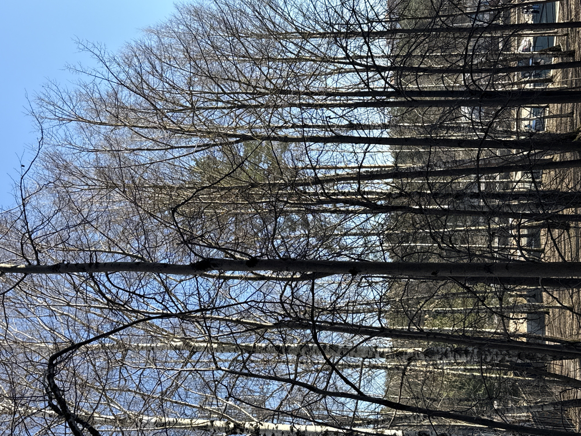 Bare birch trees photographed against blue sky in Dmitrov