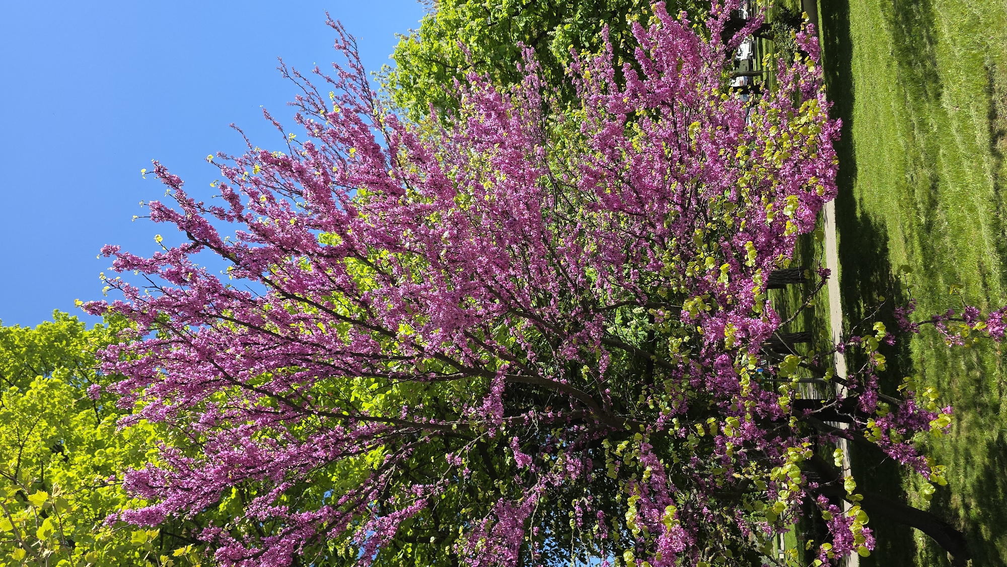 Redbud tree blooms pink in Gabrovo, Bulgaria