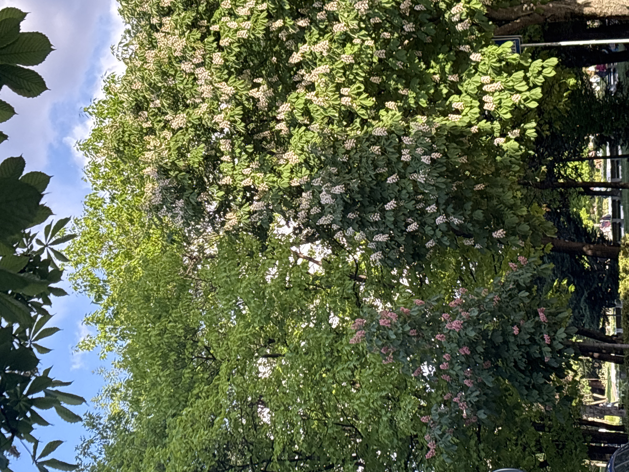 Woman with Starbucks walks among blooming trees in Sofia