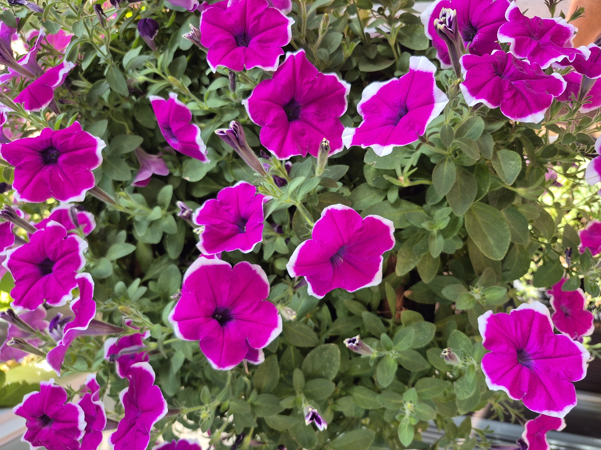Summer garden details: petunias, geraniums, and unripe pears in Barbing