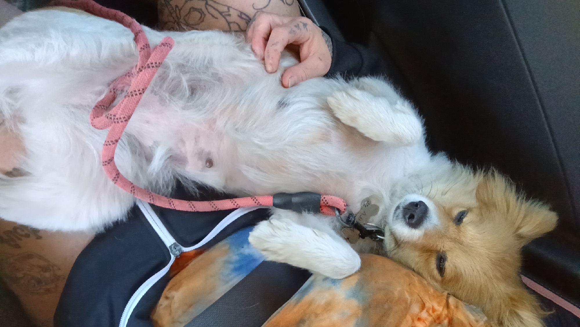 Dog rests on owner's lap in Moorpark