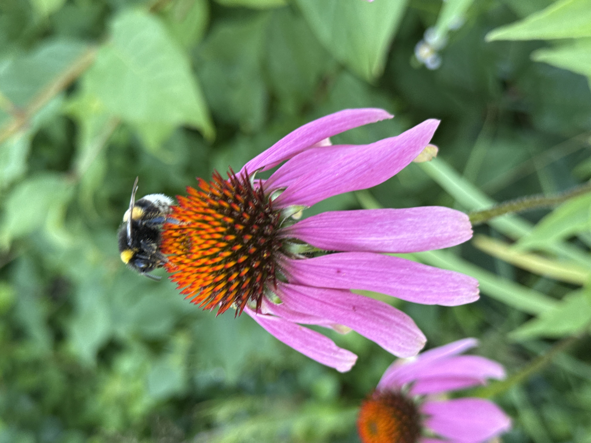 Bumblebee on a pink coneflower in rural Russia